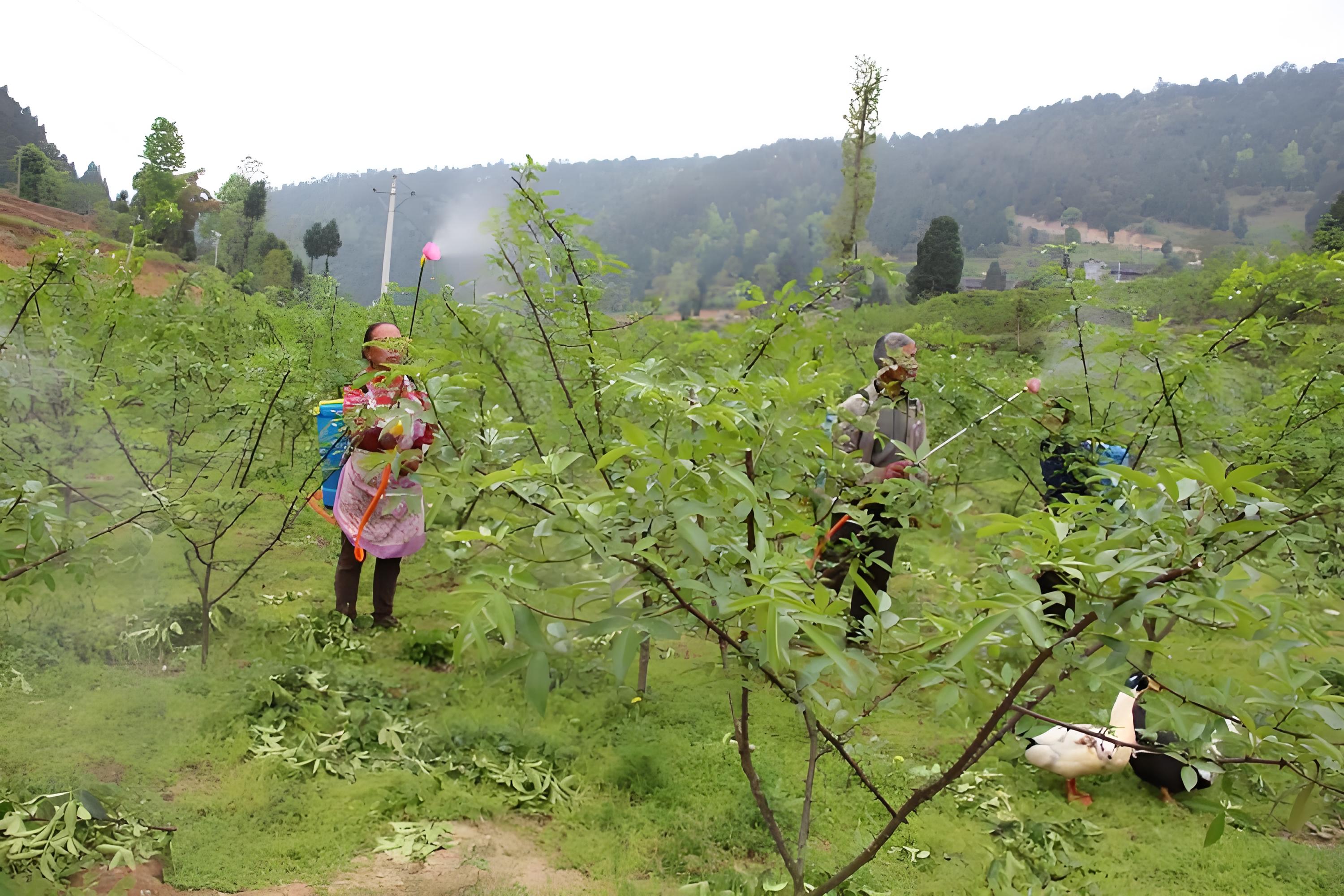 花椒树种植图片