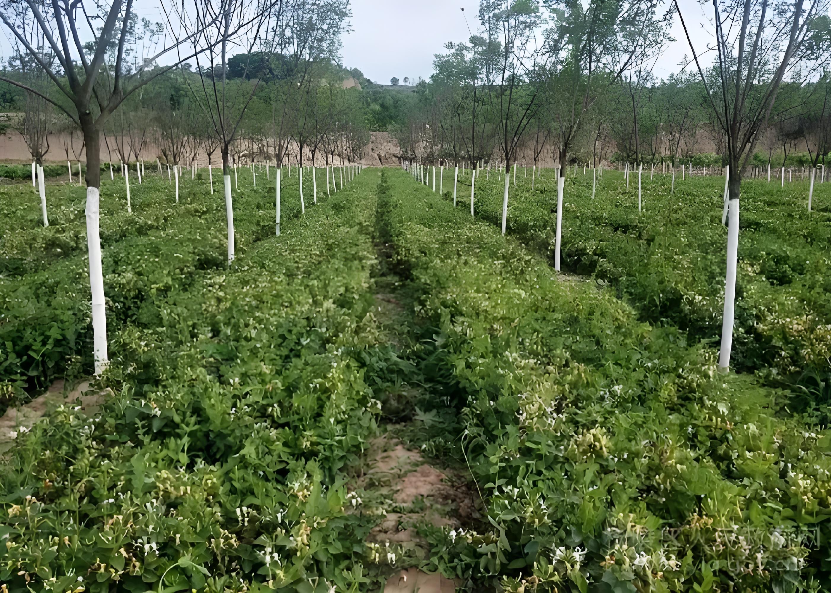 南方林下种植的中药材有哪些?