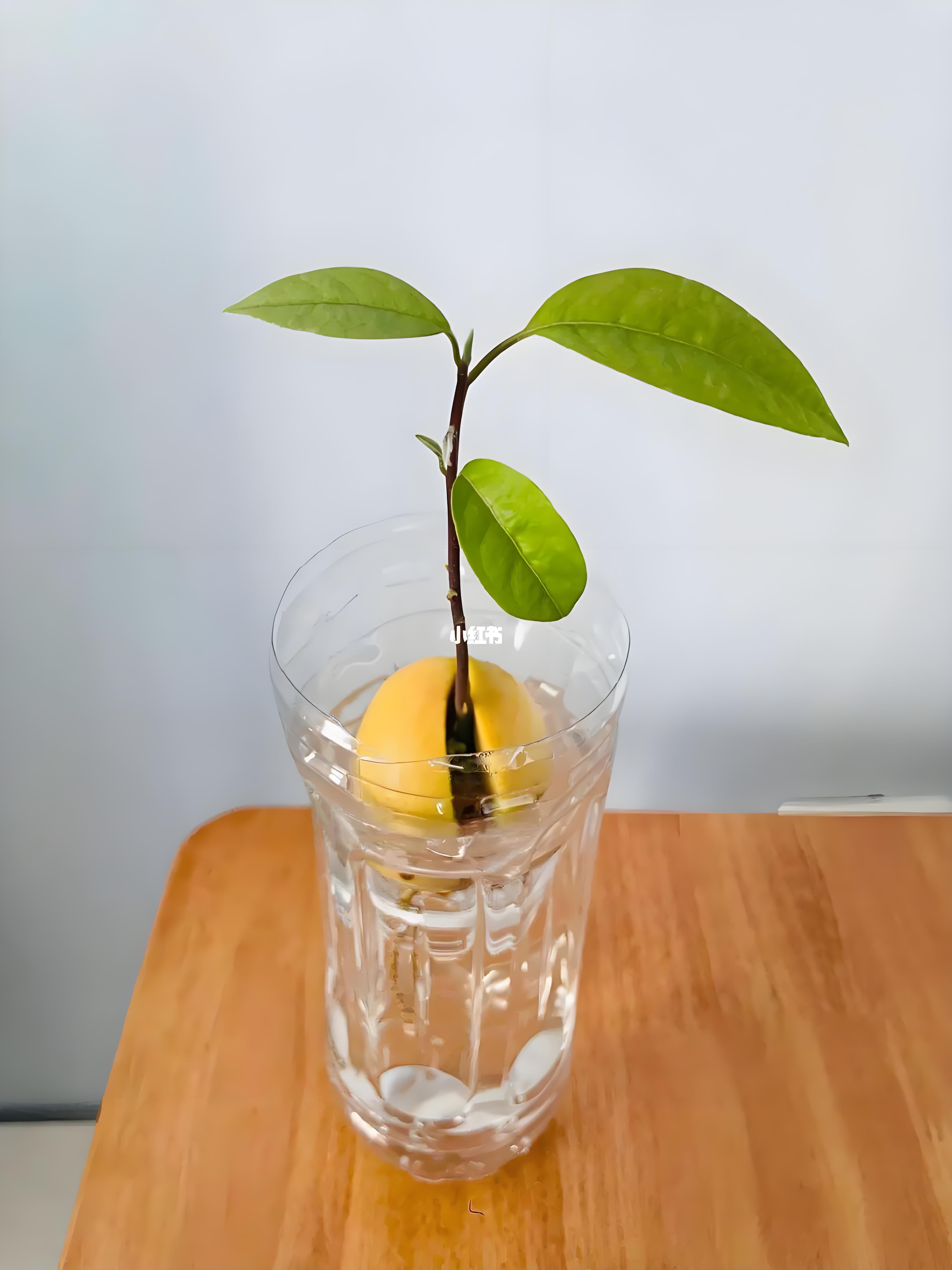 牛油果核,水培种植有哪些方法?