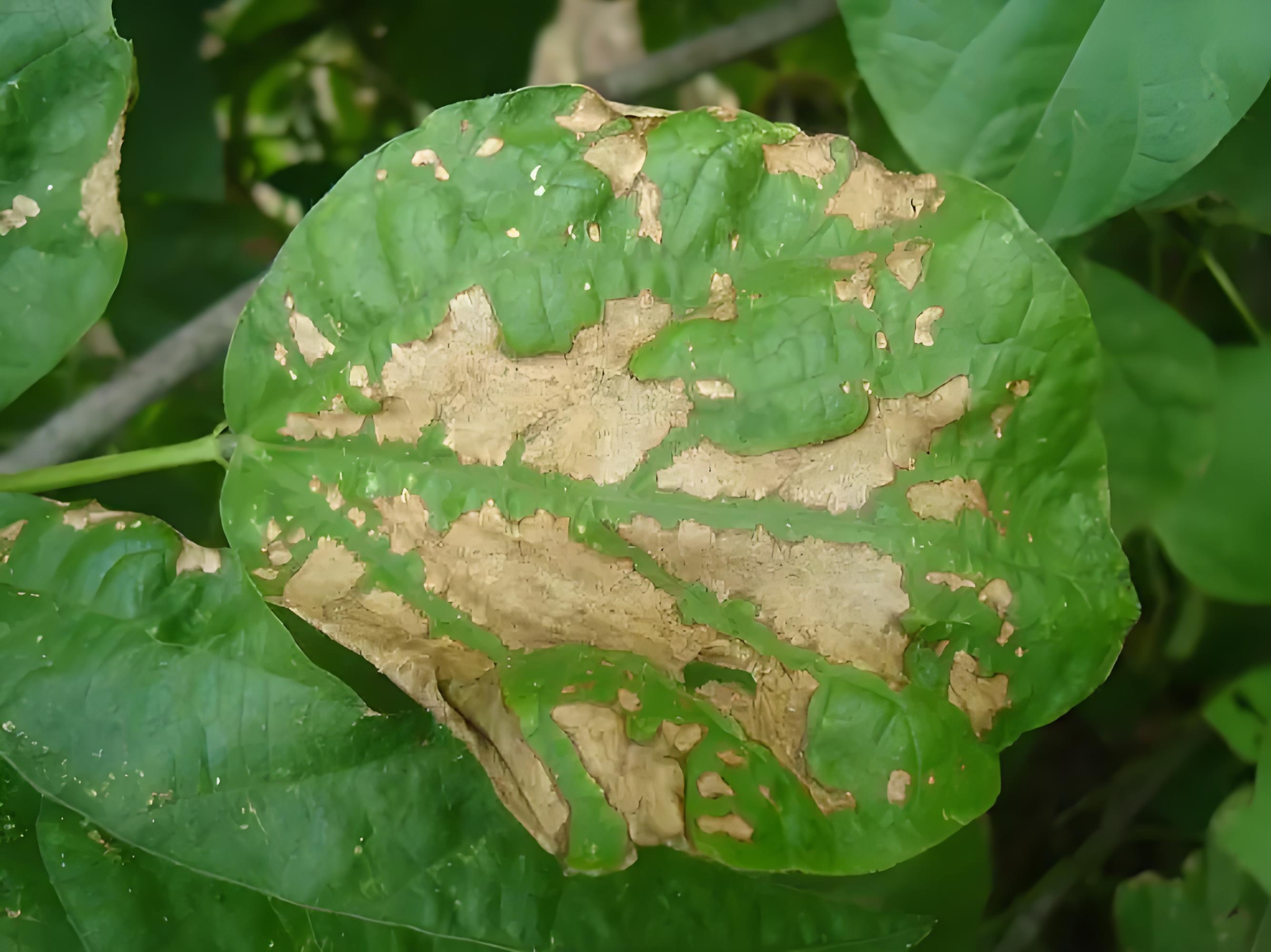 豆角炭疽病的防治方法,以及注意事项