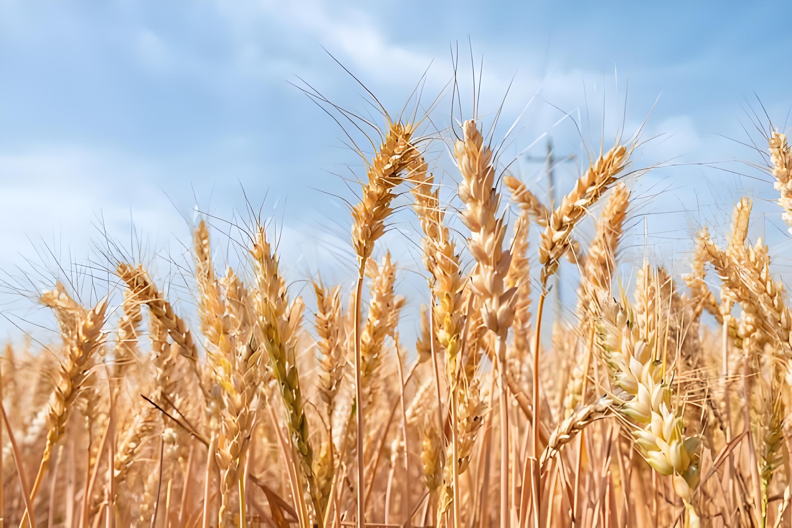 农大761小麦品种简介