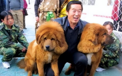 魔鬼教练马俊仁,遭运动员集体举报被开除,如今靠养藏獒赚千万