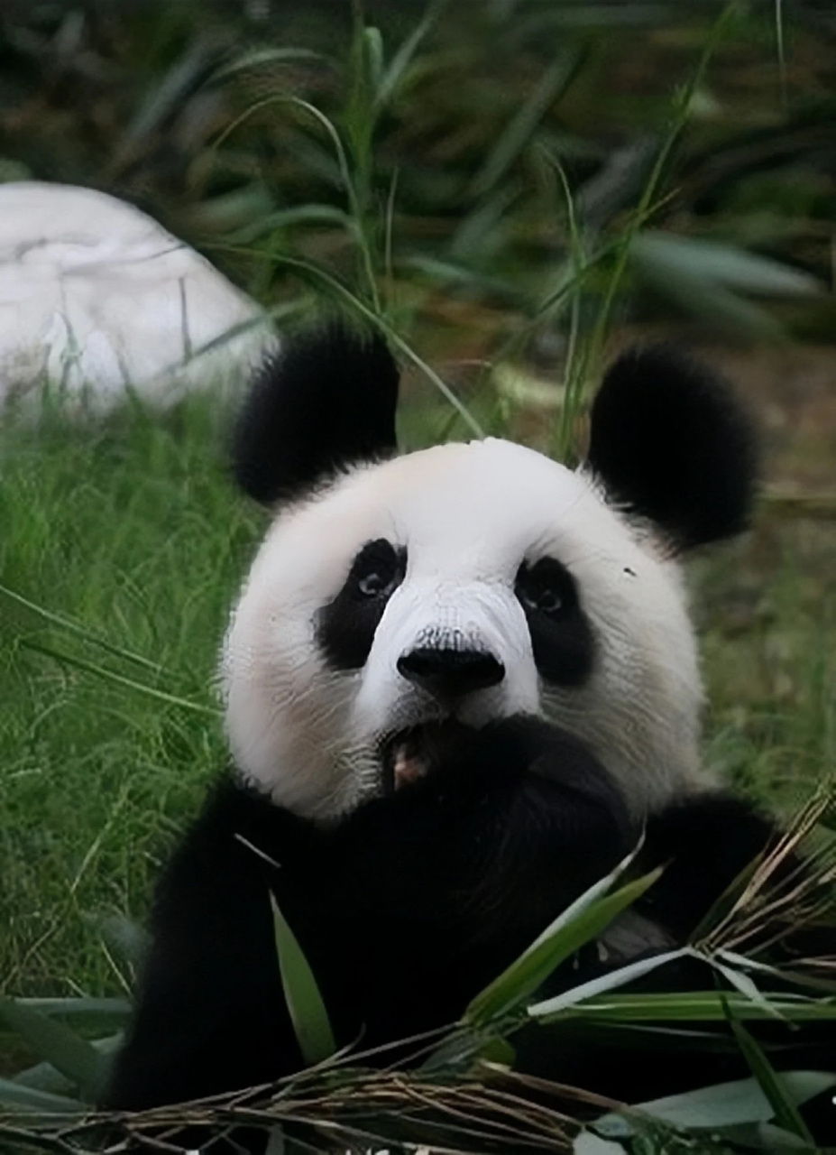 天呐,这绝对是我见过朵朵最大的熊猫,炸毛的大朵朵太漂亮了,浓颜系美