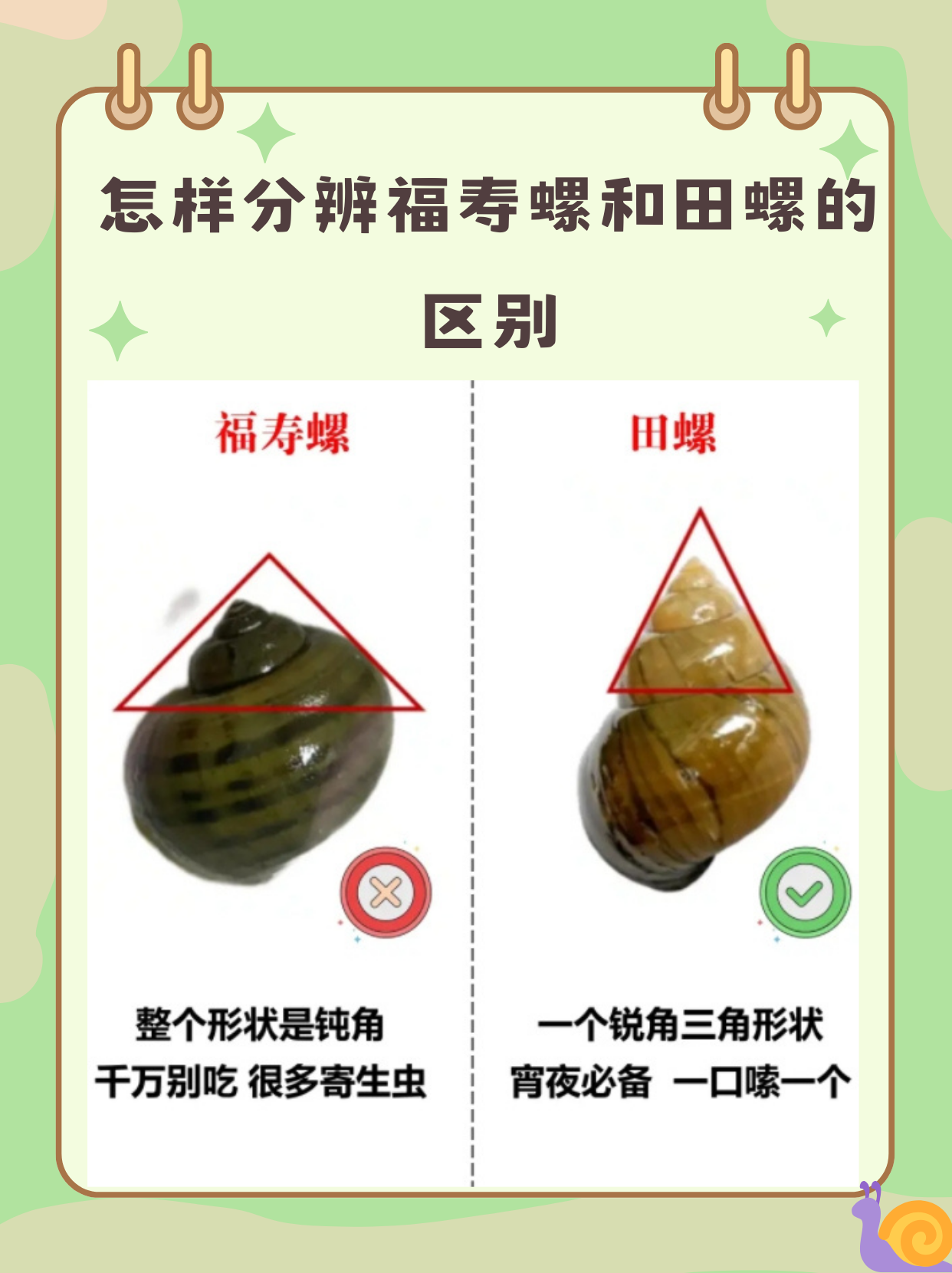 《怎样分辨福寿螺和田螺的区别》