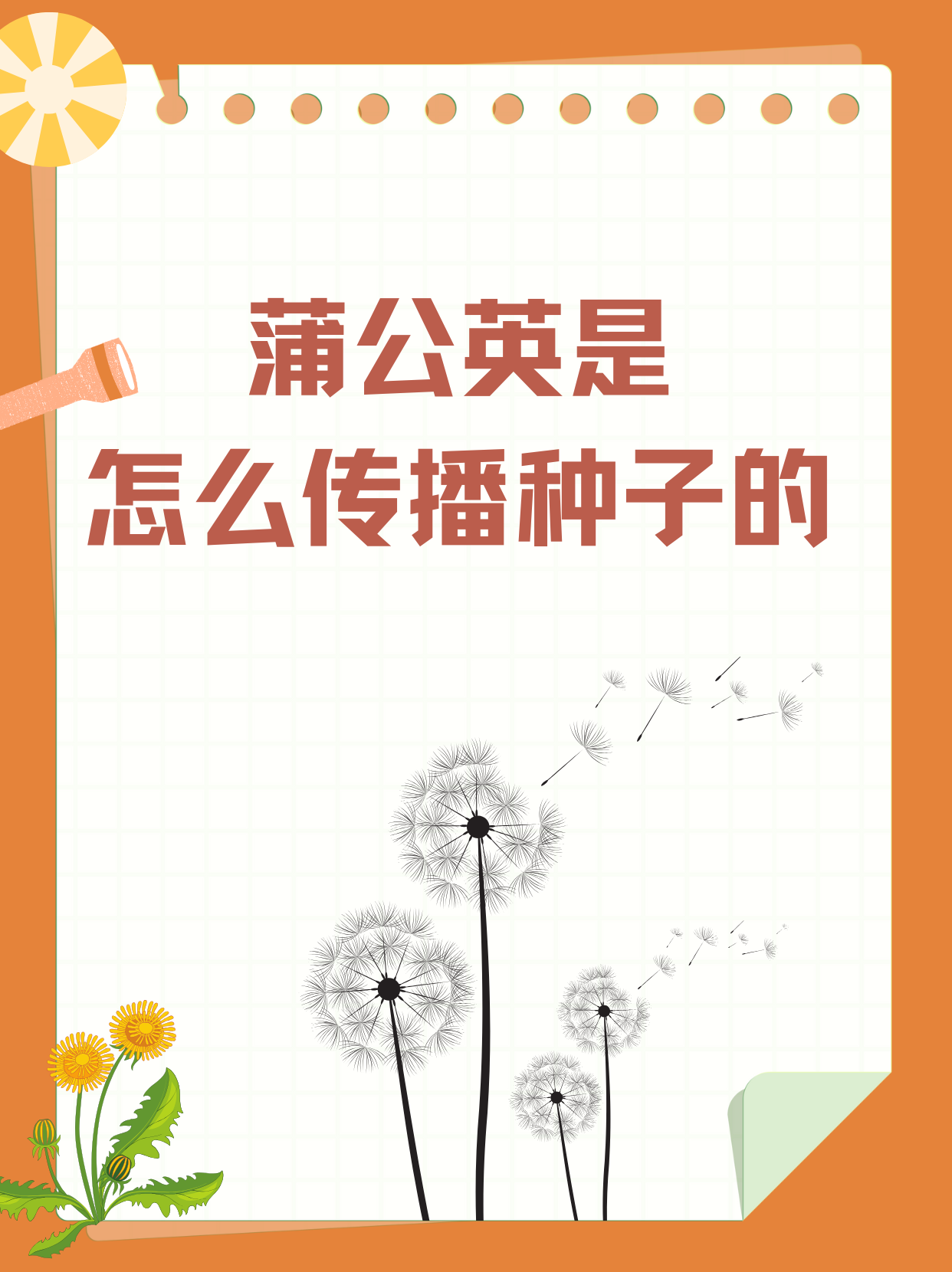 蒲公英是怎么传播种子的