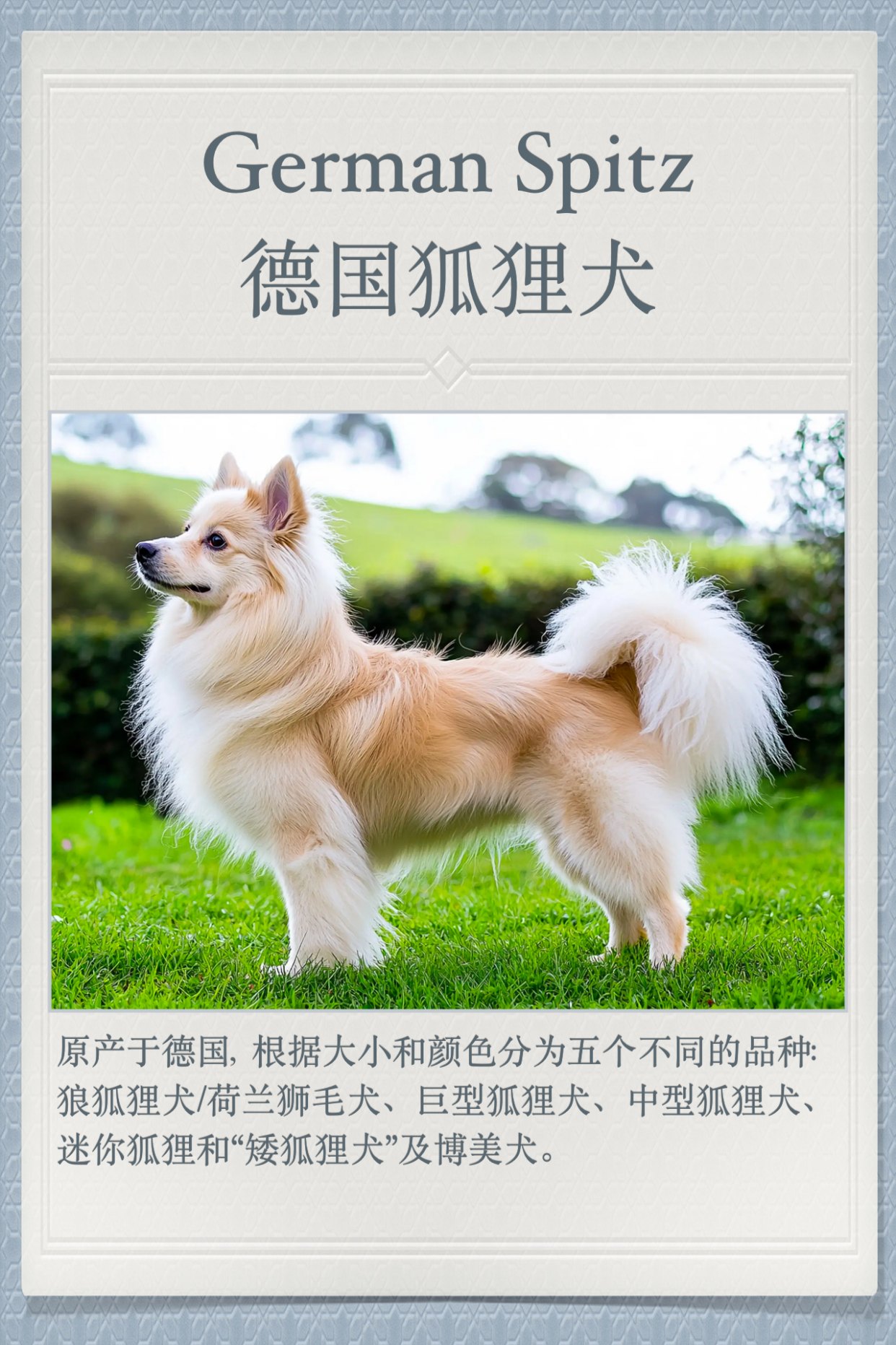 你养的可能是“假博美”！狐狸犬家族大全，快来对号入座！