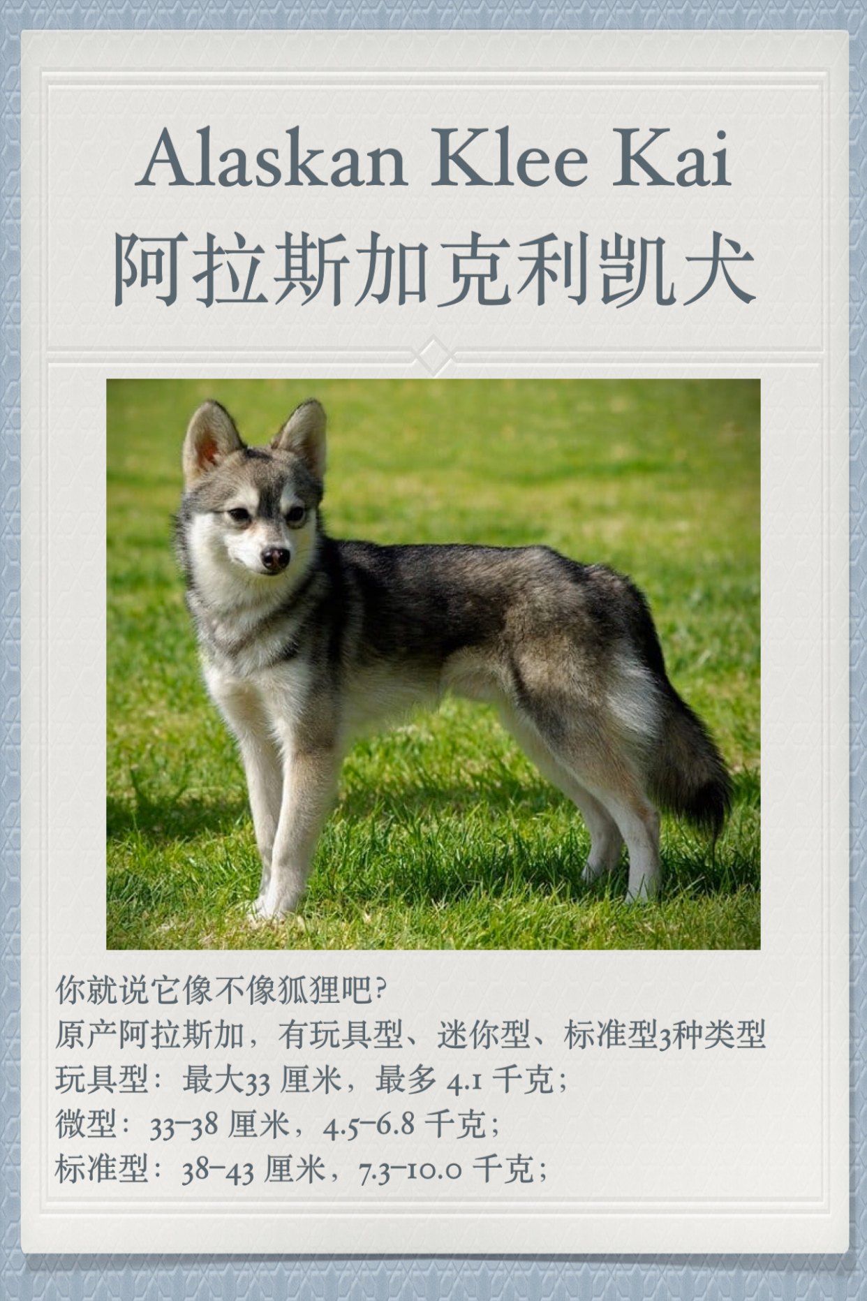 你养的可能是“假博美”！狐狸犬家族大全，快来对号入座！