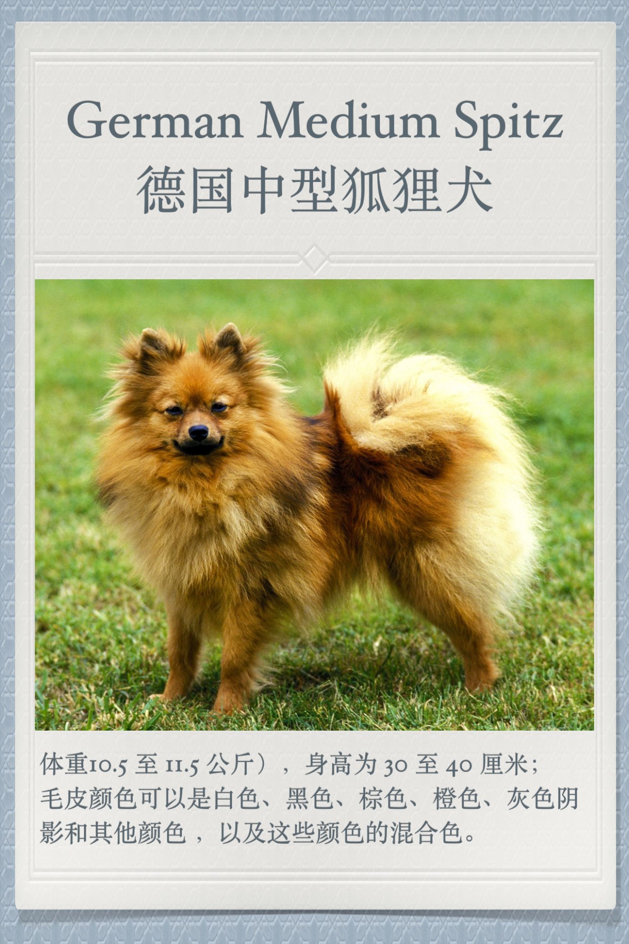 你养的可能是“假博美”！狐狸犬家族大全，快来对号入座！