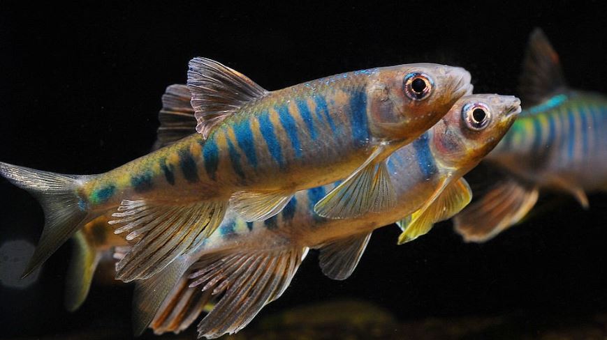 小时候农村常见的8种河鱼,如今有的消失,有的变成了保护鱼类!