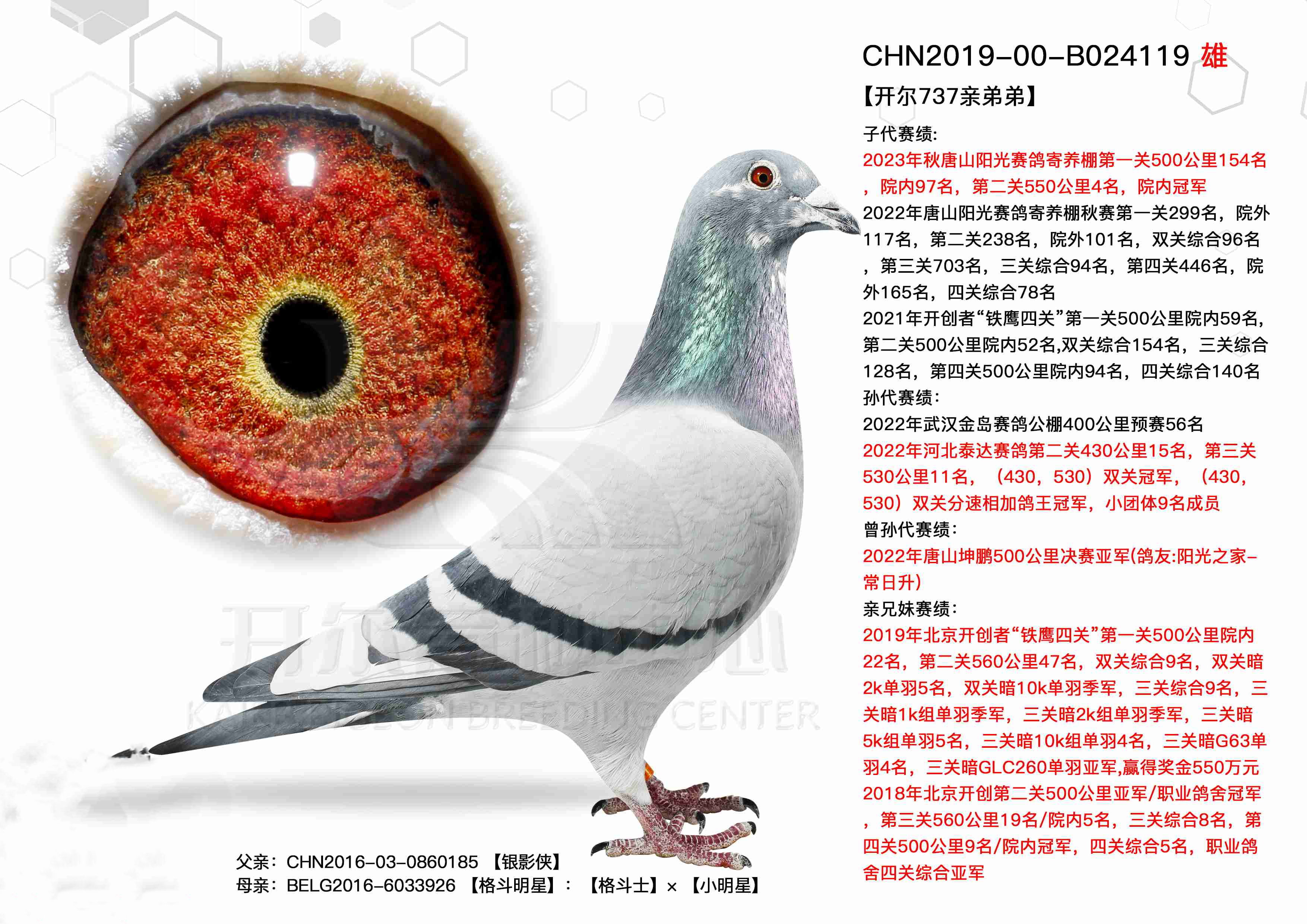 被开尔邢伟禁赛的鸽子,没想到竟然成为传奇种鸽!