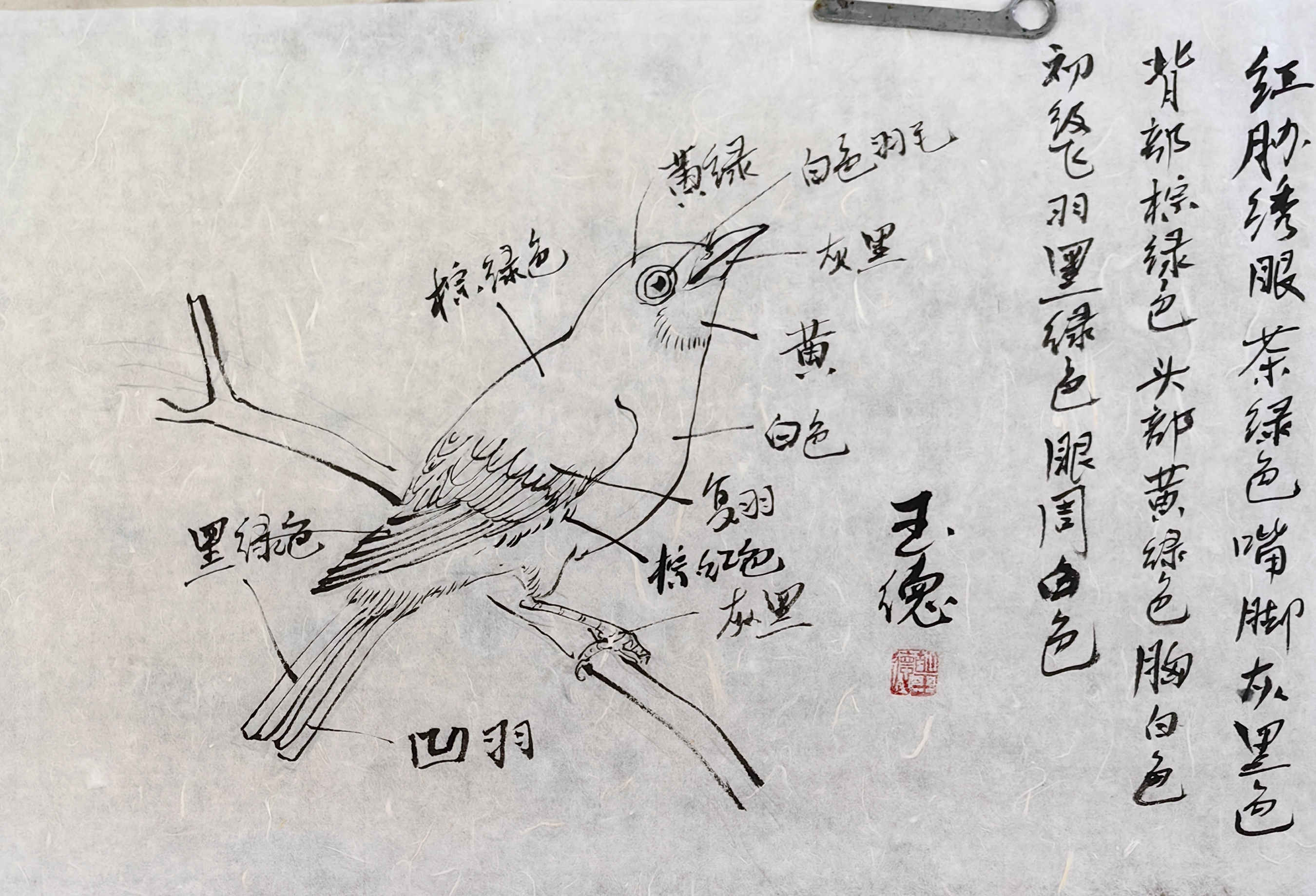 绣眼语丛竹,画眉啼断岗