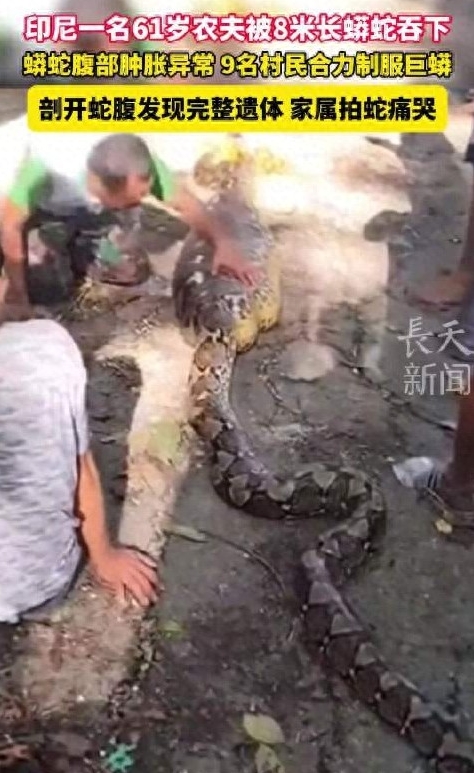 8米巨蟒吞人!印尼农夫不幸遇害,专家警示全球热带地区风险