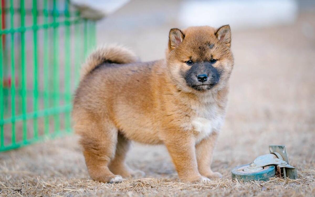 土松犬能长多大?