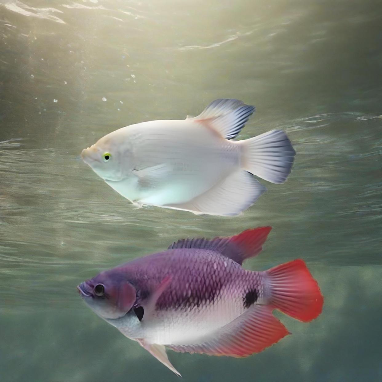 战船鱼:寿命究竟有多长?