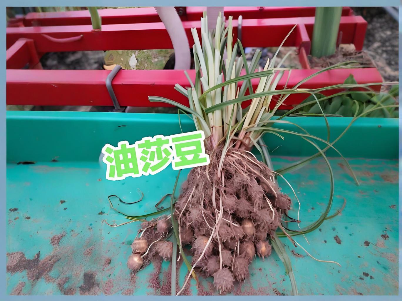 油莎豆什么时候种植合适?气候与地域决定油莎豆种植时间