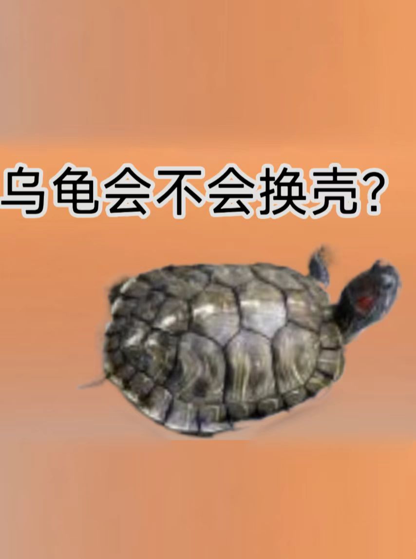 乌龟为什么会发出声音