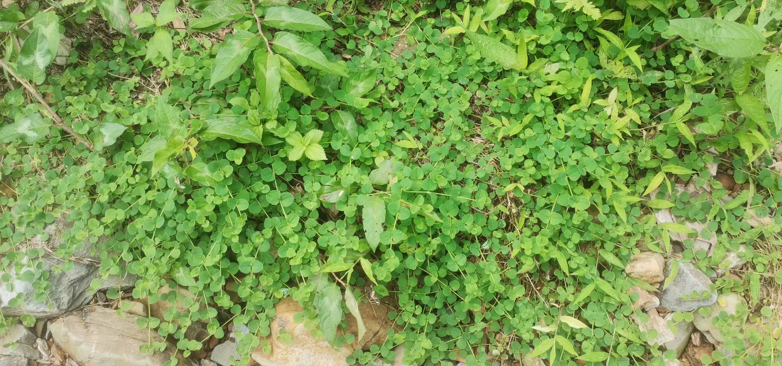 眼镜草也叫它青蛇儿,是石竹科荷莲豆草属的荷莲豆草