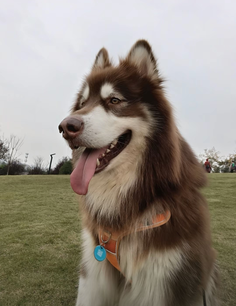 犬之一,它的名字取自于因纽特人的伊鲁伊特族的一个叫作马拉缪特的一