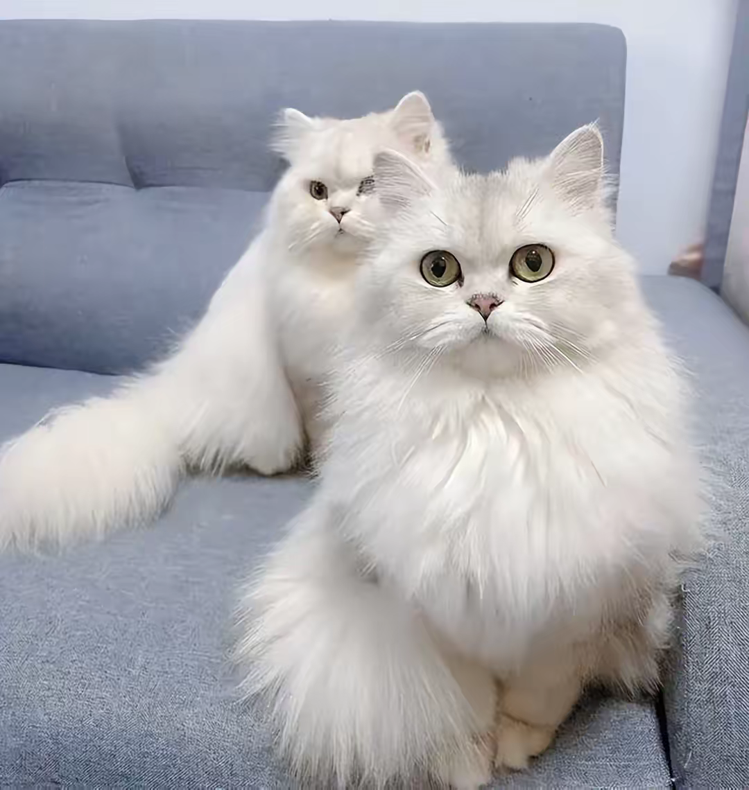 十大适合新手养的猫,皮实好养不费心,猫奴们赶紧看过来!