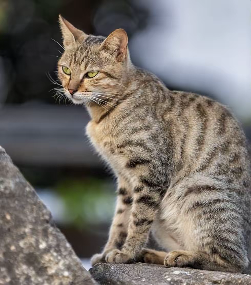 猫的样子描述图片