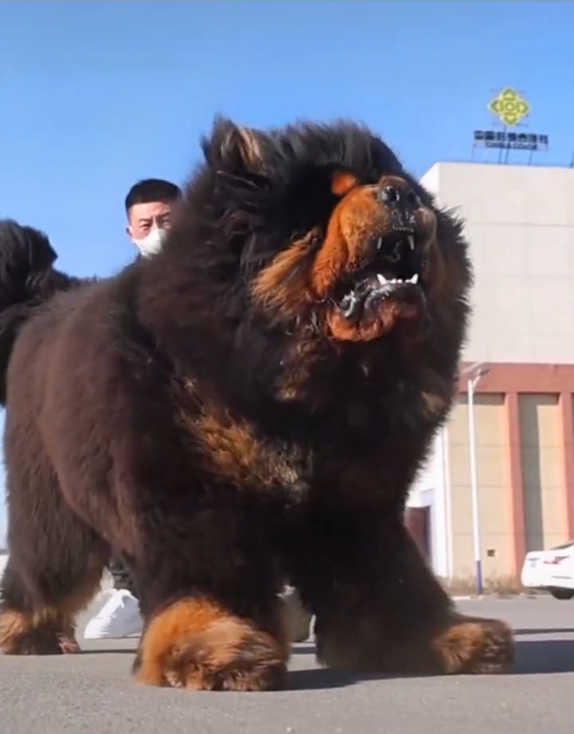 揭秘!一只藏獒的战斗力有多强,藏獒到底有没有被神话?