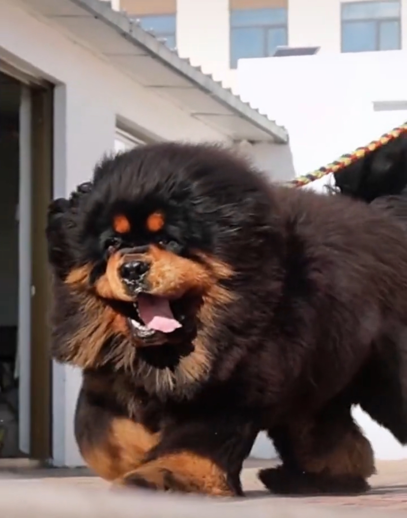 揭秘!一只藏獒的战斗力有多强,藏獒到底有没有被神话?