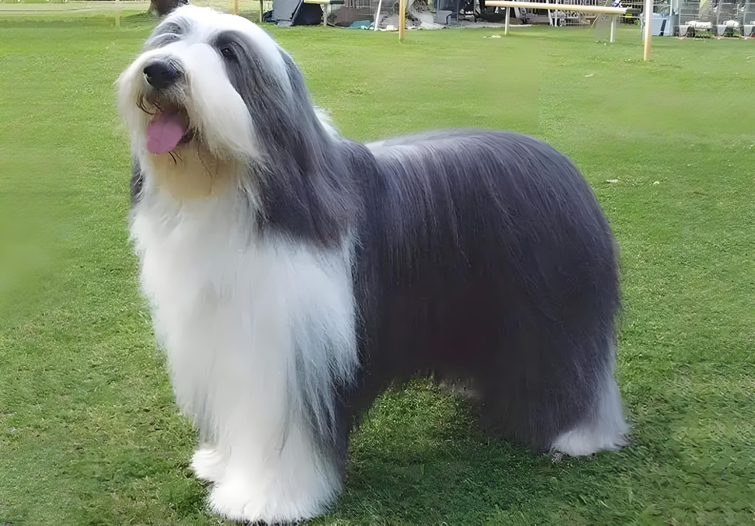 大狗也能贴心又乖巧!十大适合家养的大型犬,看看哪只最适合你?