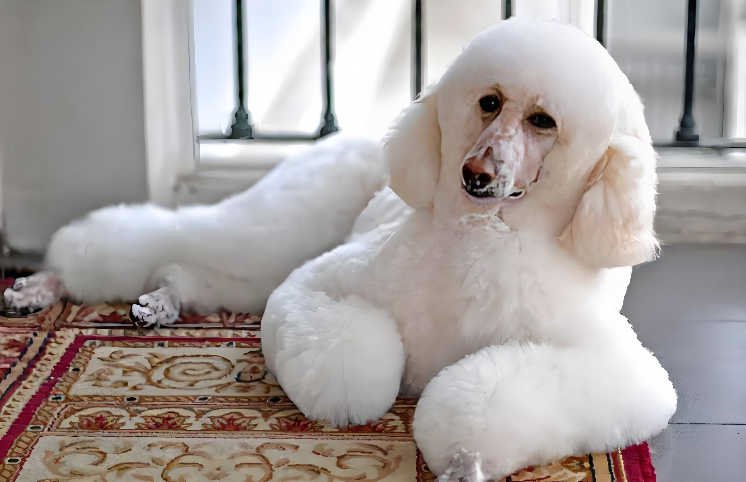 10大不掉毛的狗狗排名,养宠新选择,告别狗毛烦恼!