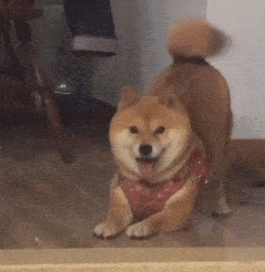 天生"断尾"也精彩!揭秘:那些不靠尾巴表达爱的汪星人