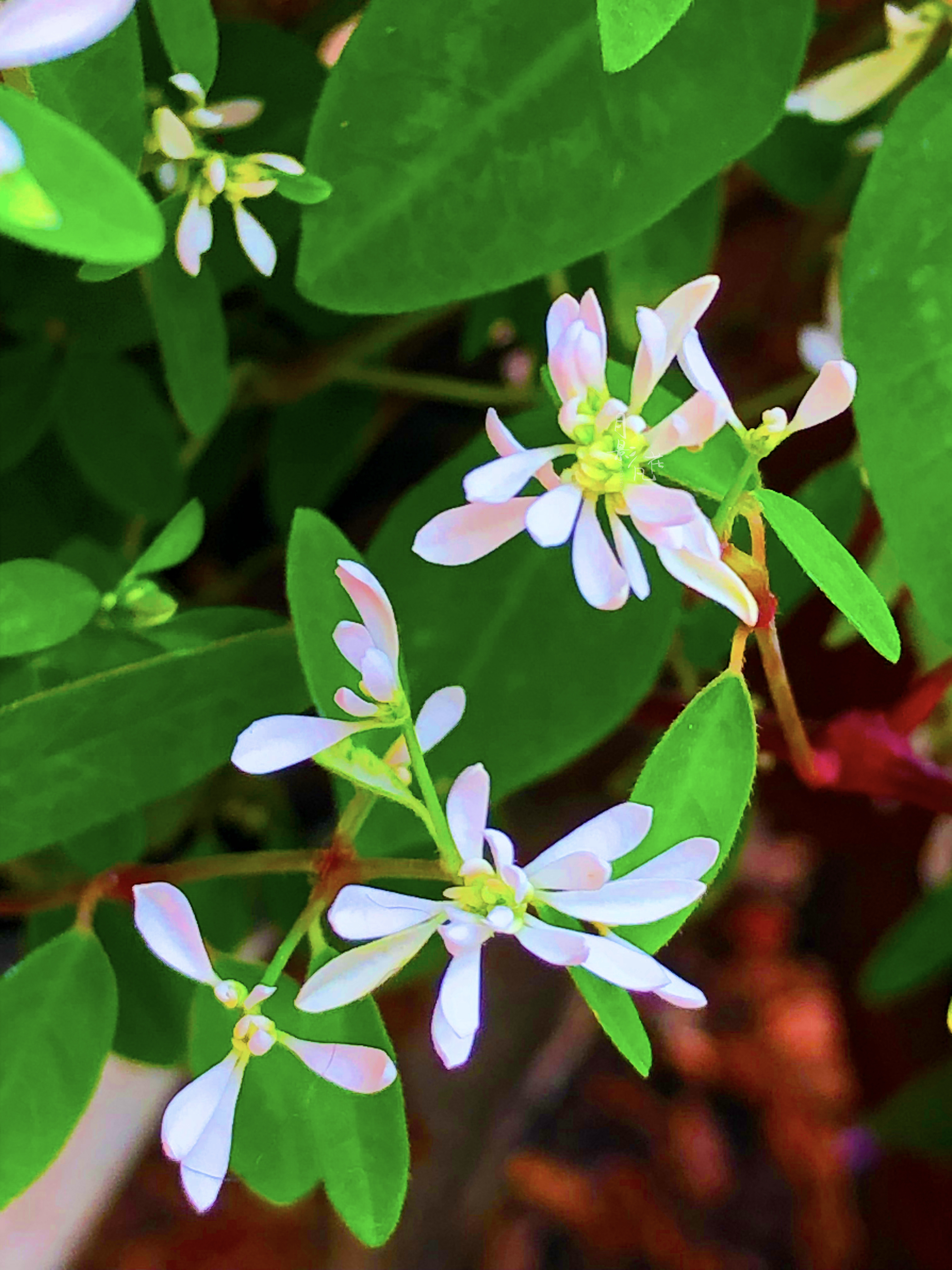「禾叶大戟」夏天的"飘雪"