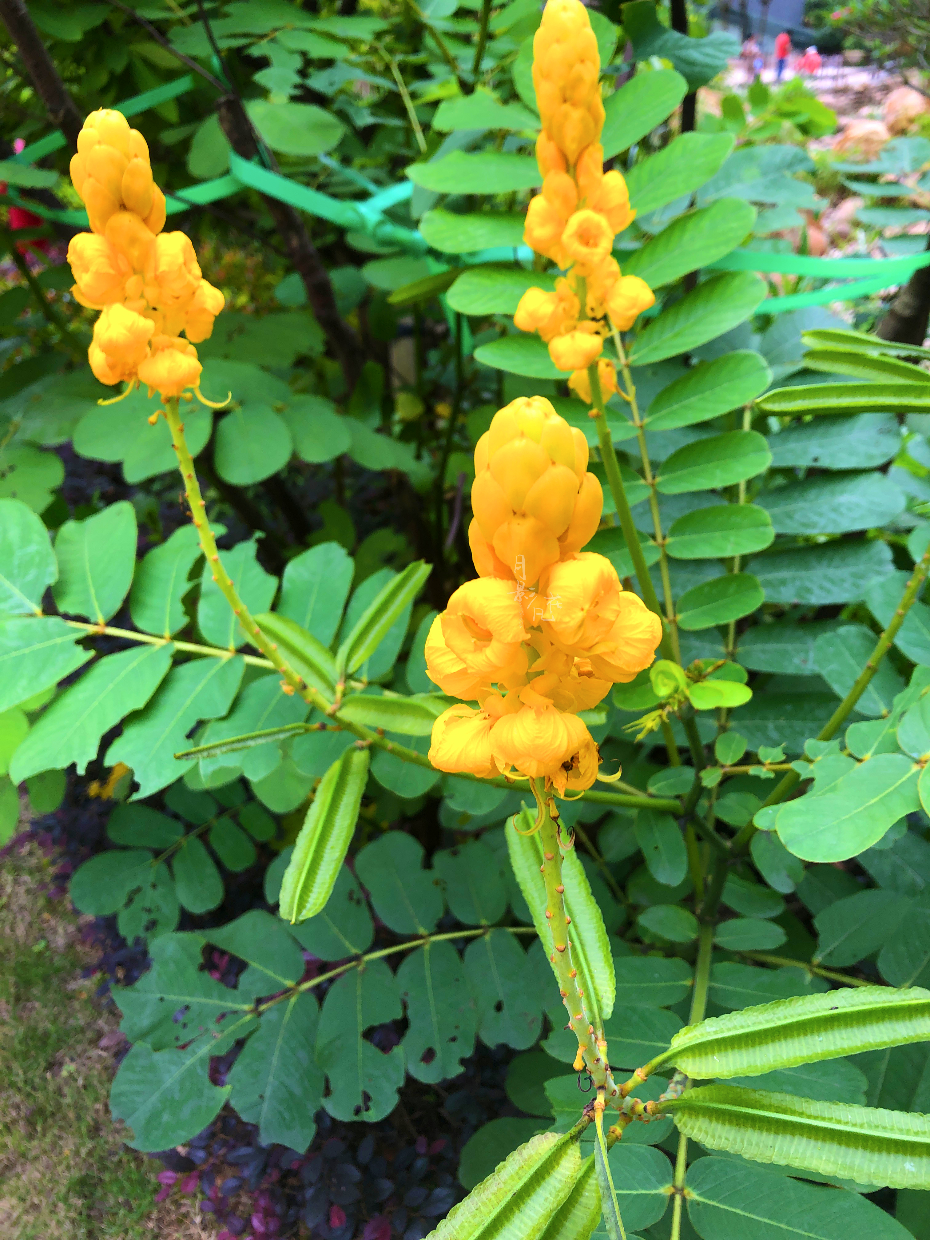 翅荚决明花语图片