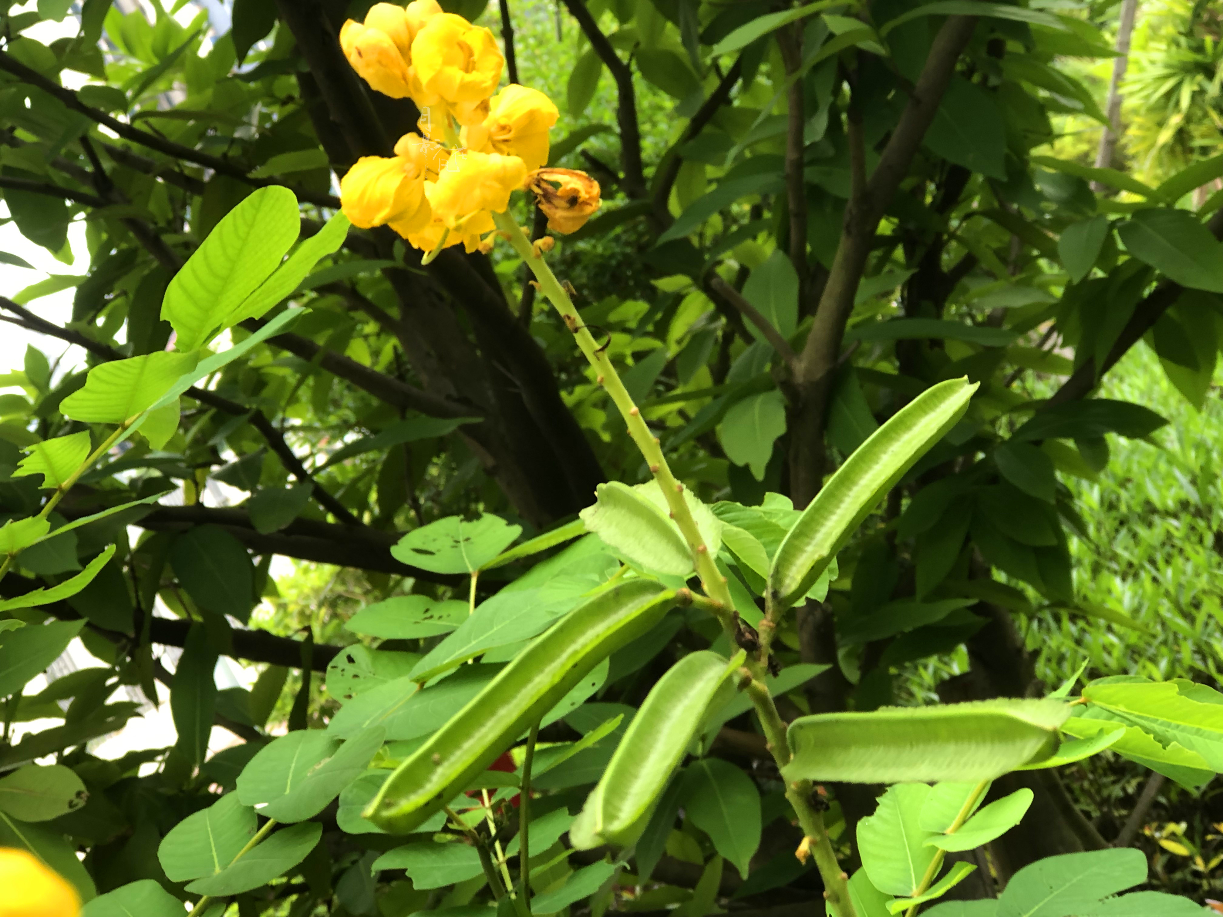 翅荚决明花语图片