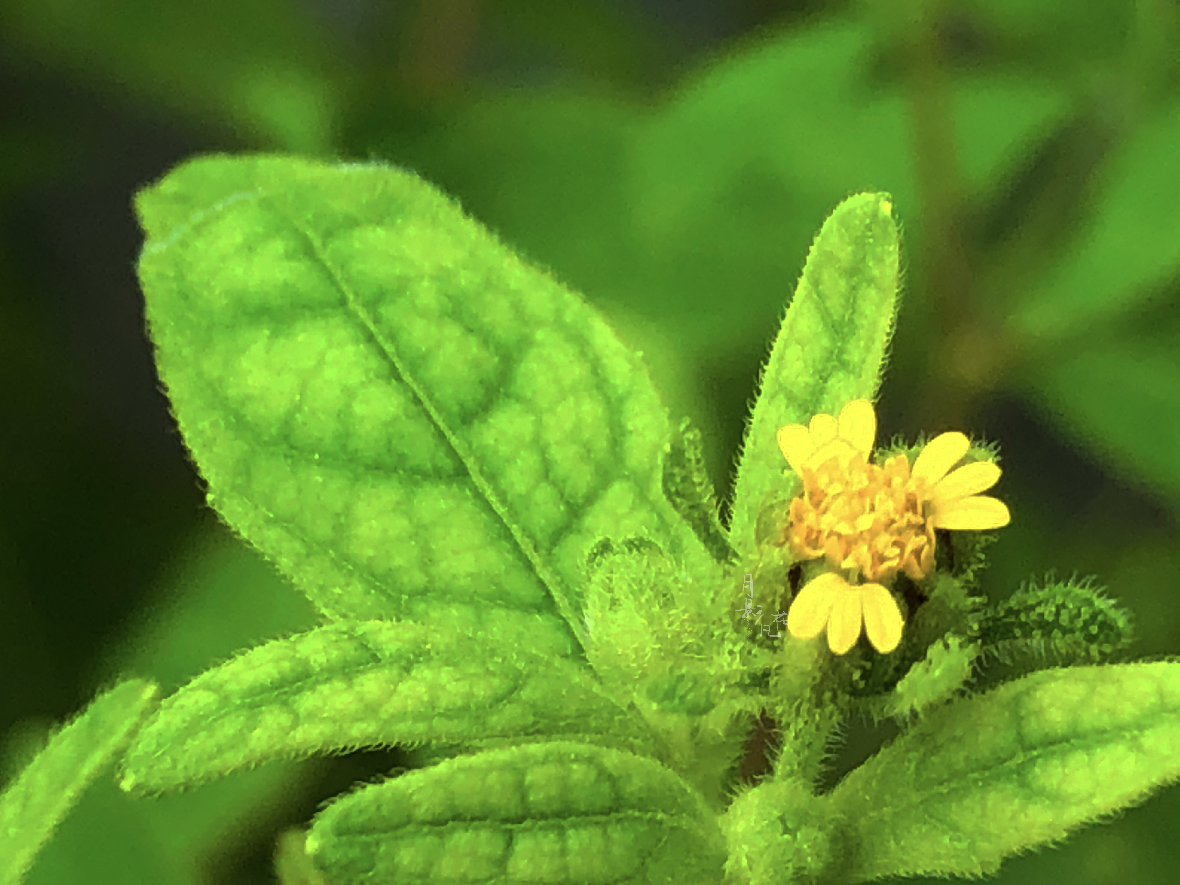 豨莶草——有故事的小野花