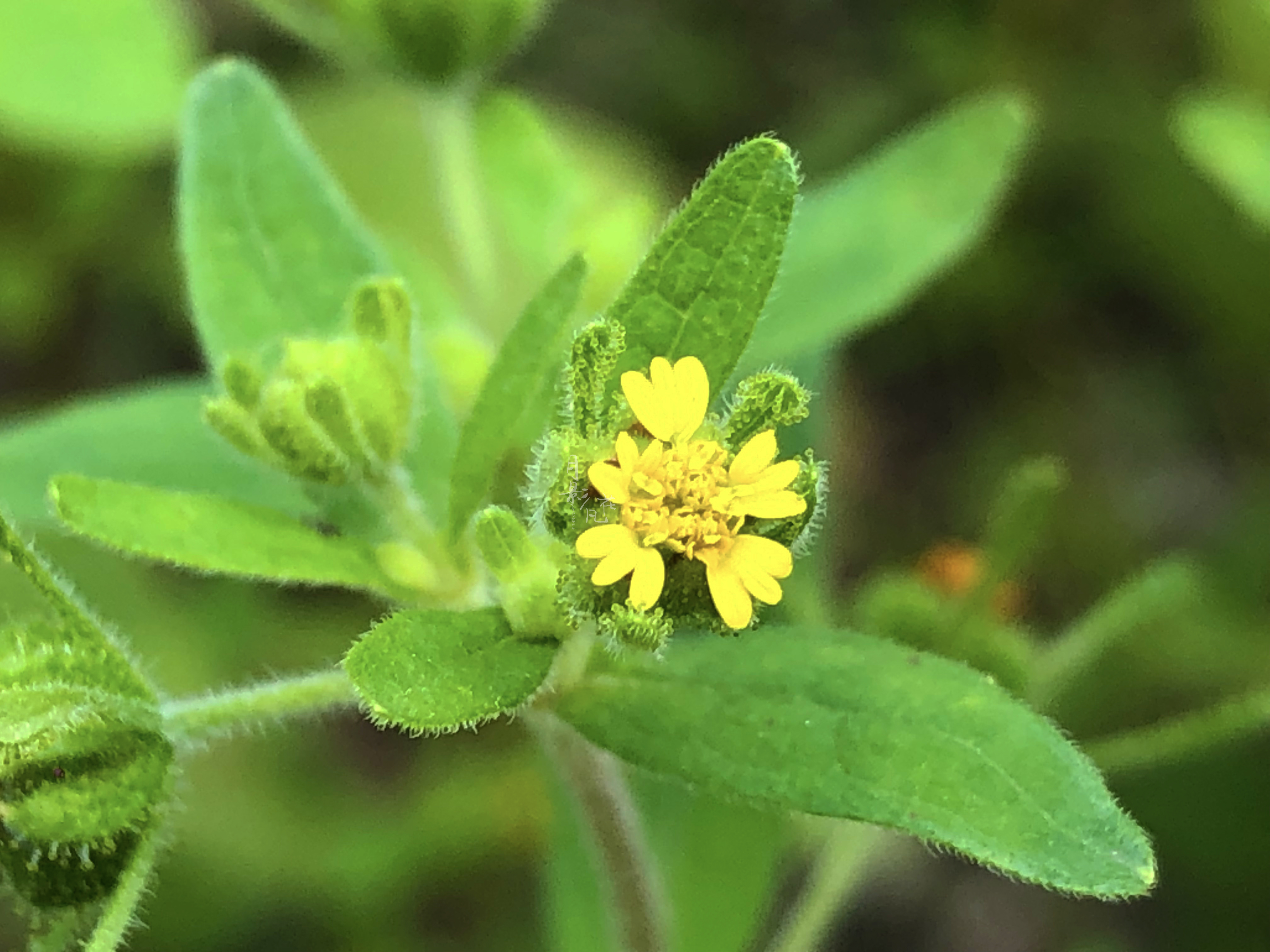 豨莶草——有故事的小野花
