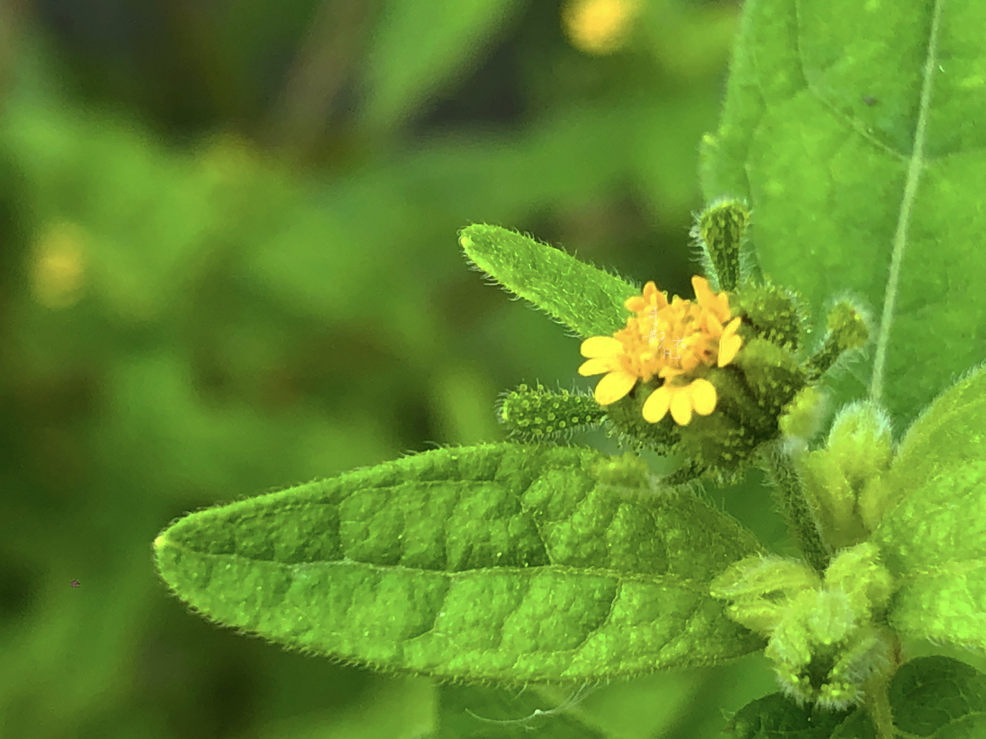 豨莶草——有故事的小野花