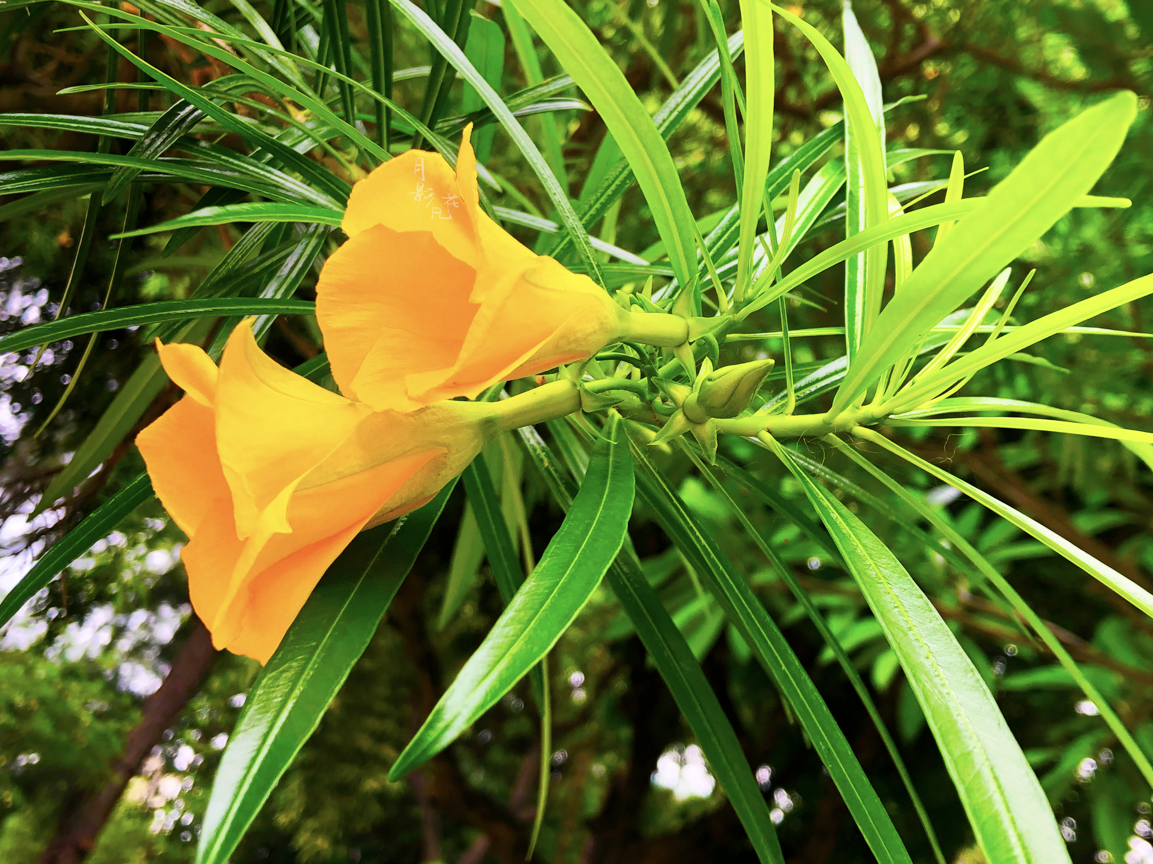 「黄花夹竹桃」有趣的"酒杯花"民间却称为"断肠草"
