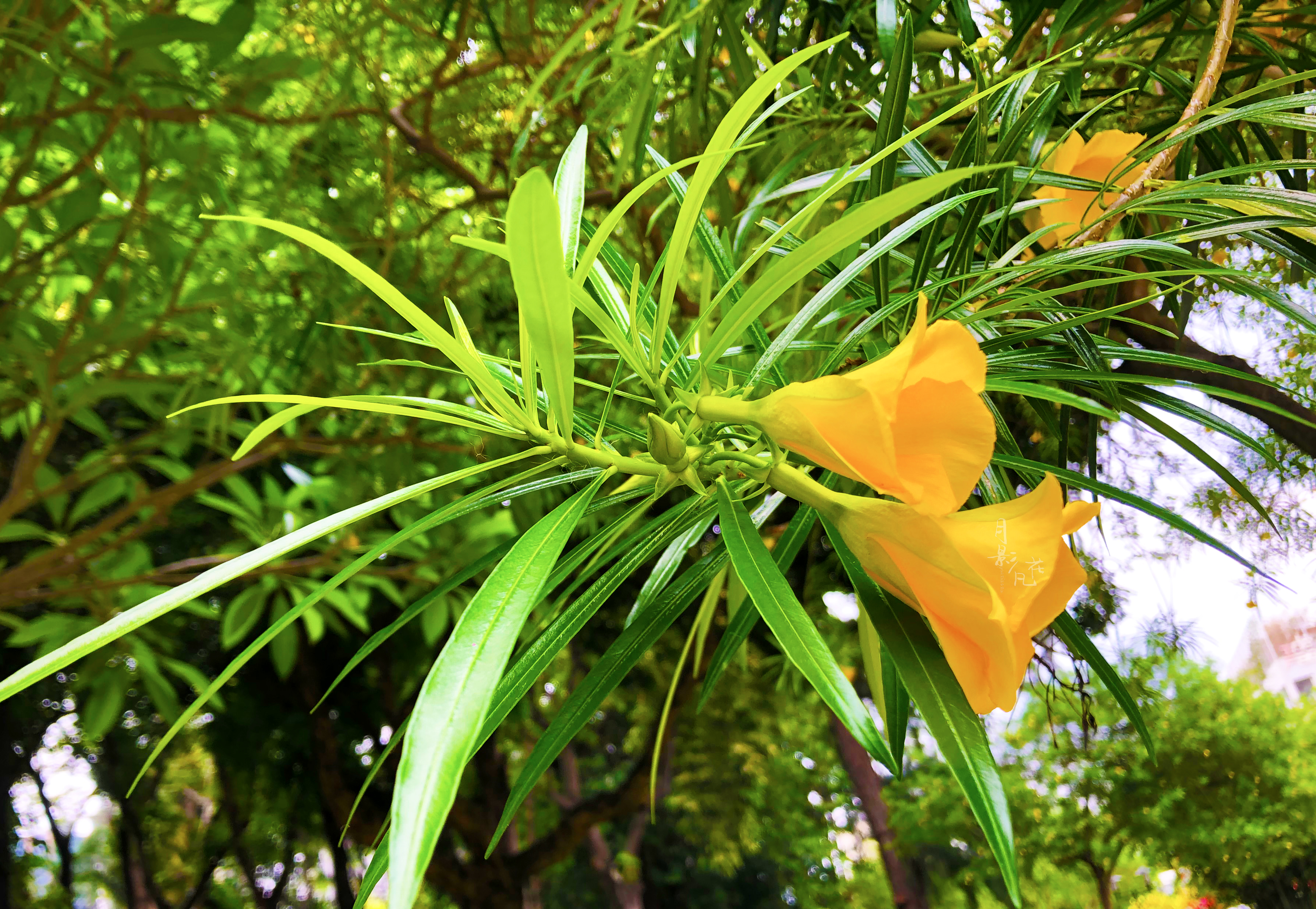 「黄花夹竹桃」有趣的"酒杯花"民间却称为"断肠草"