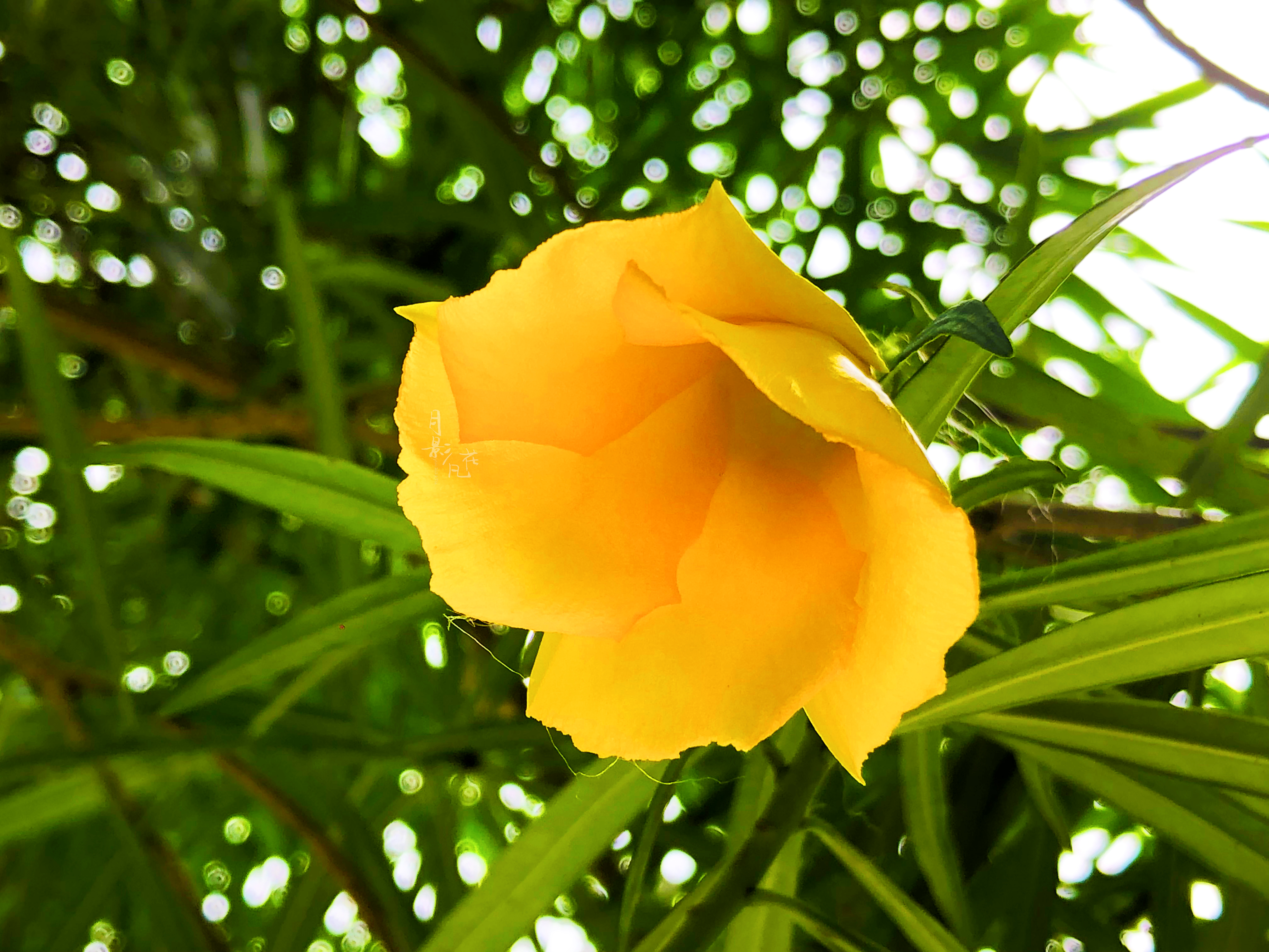 「黄花夹竹桃」有趣的"酒杯花"民间却称为"断肠草"