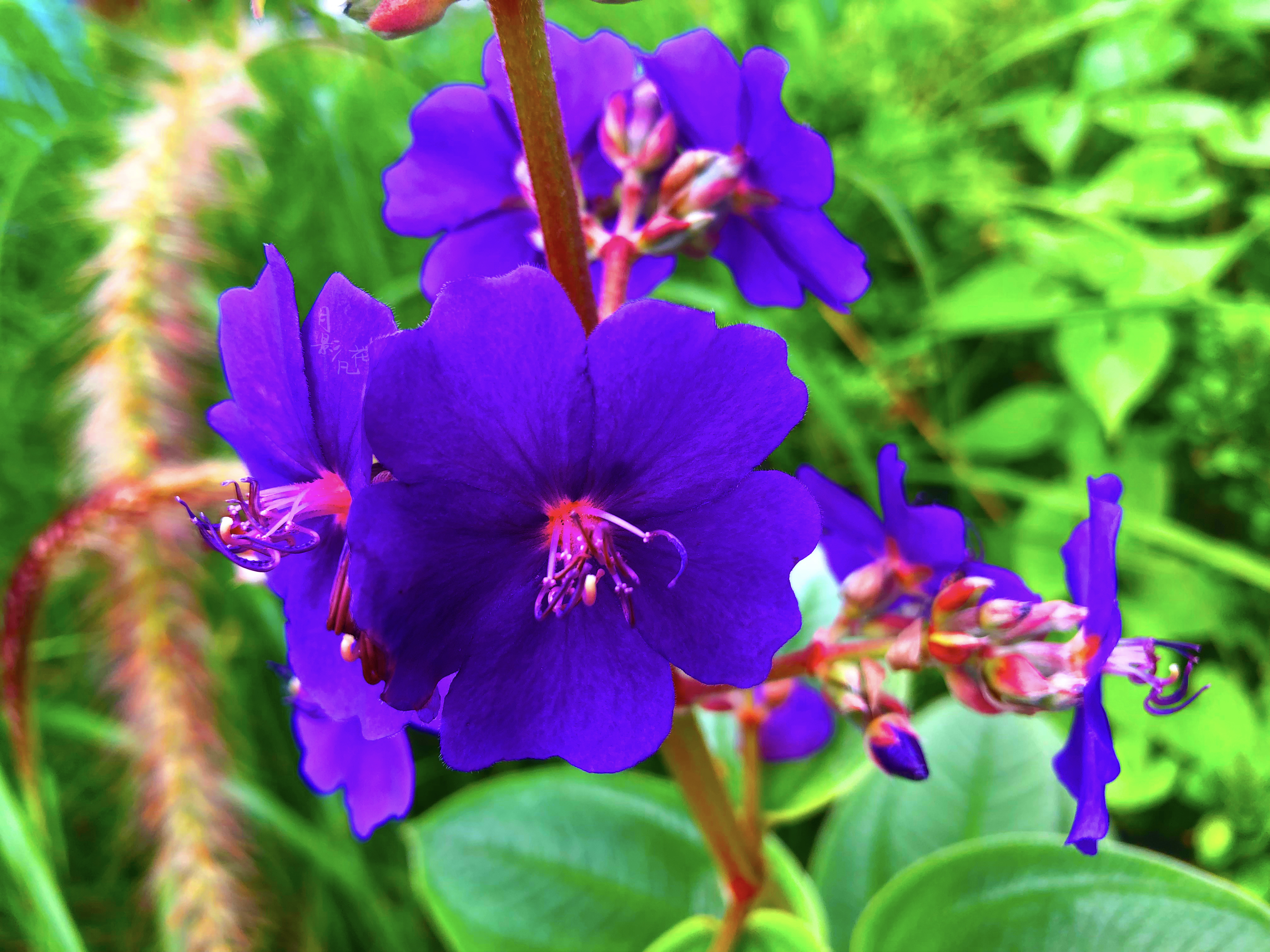 「银毛野牡丹」是牡丹花吗?