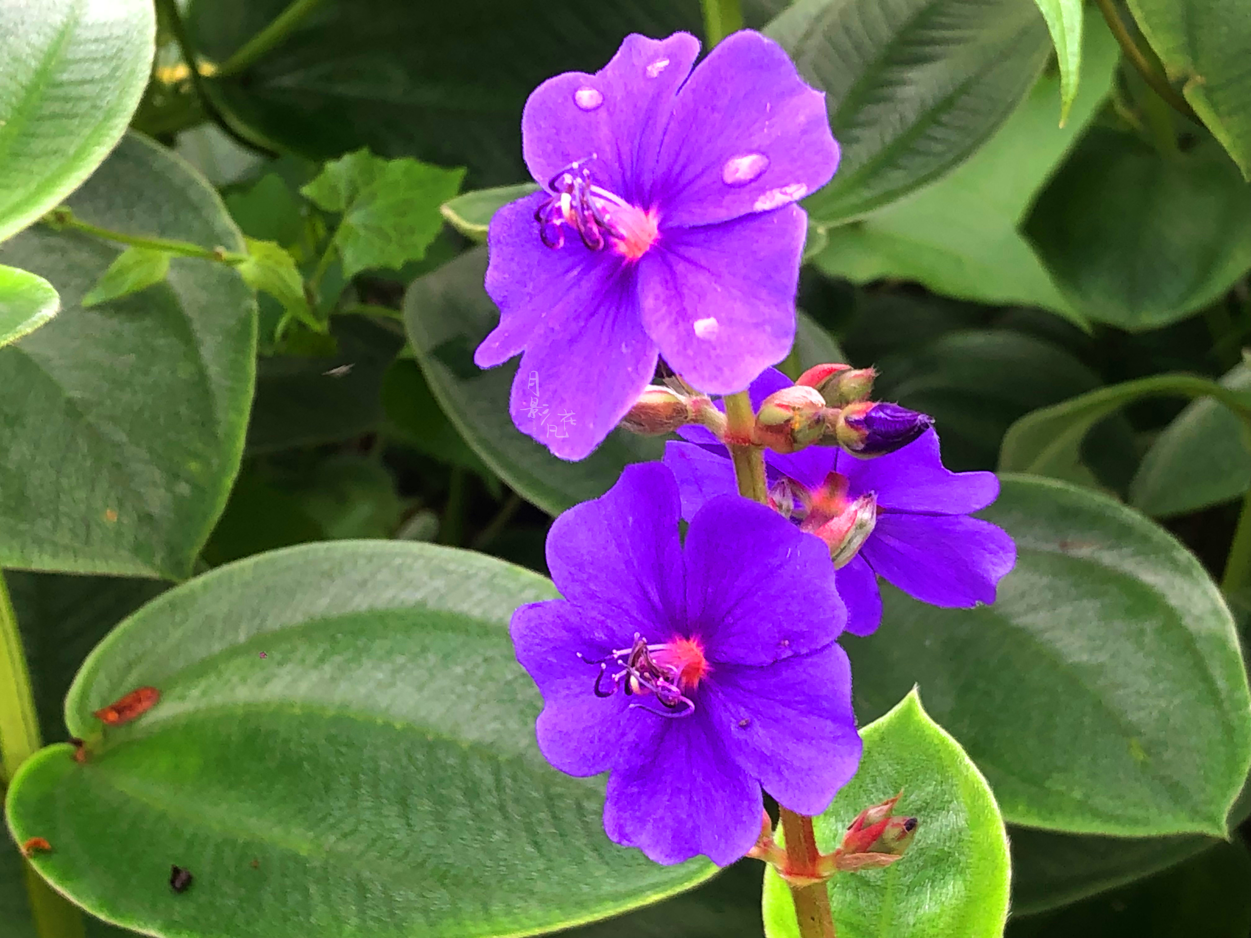 「银毛野牡丹」是牡丹花吗?