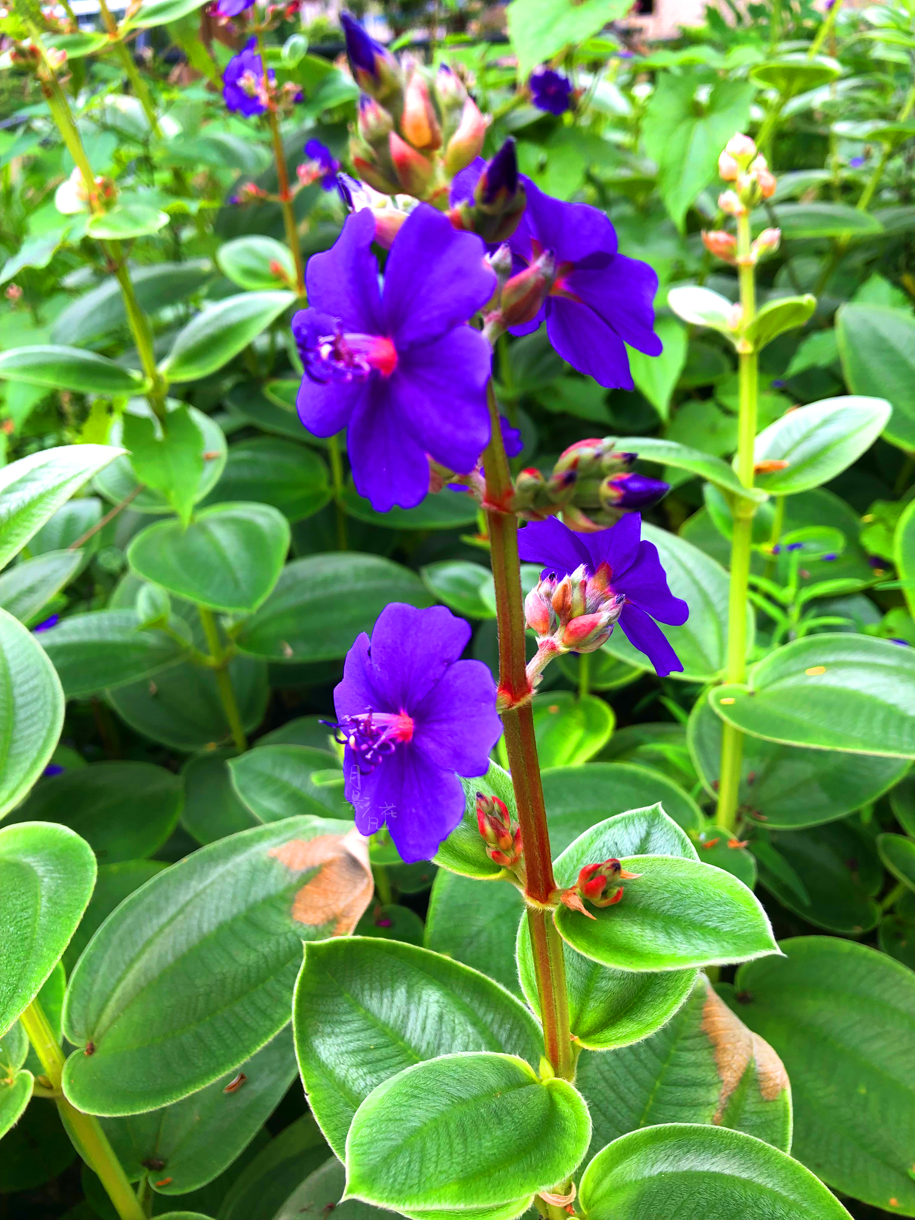 「银毛野牡丹」是牡丹花吗?