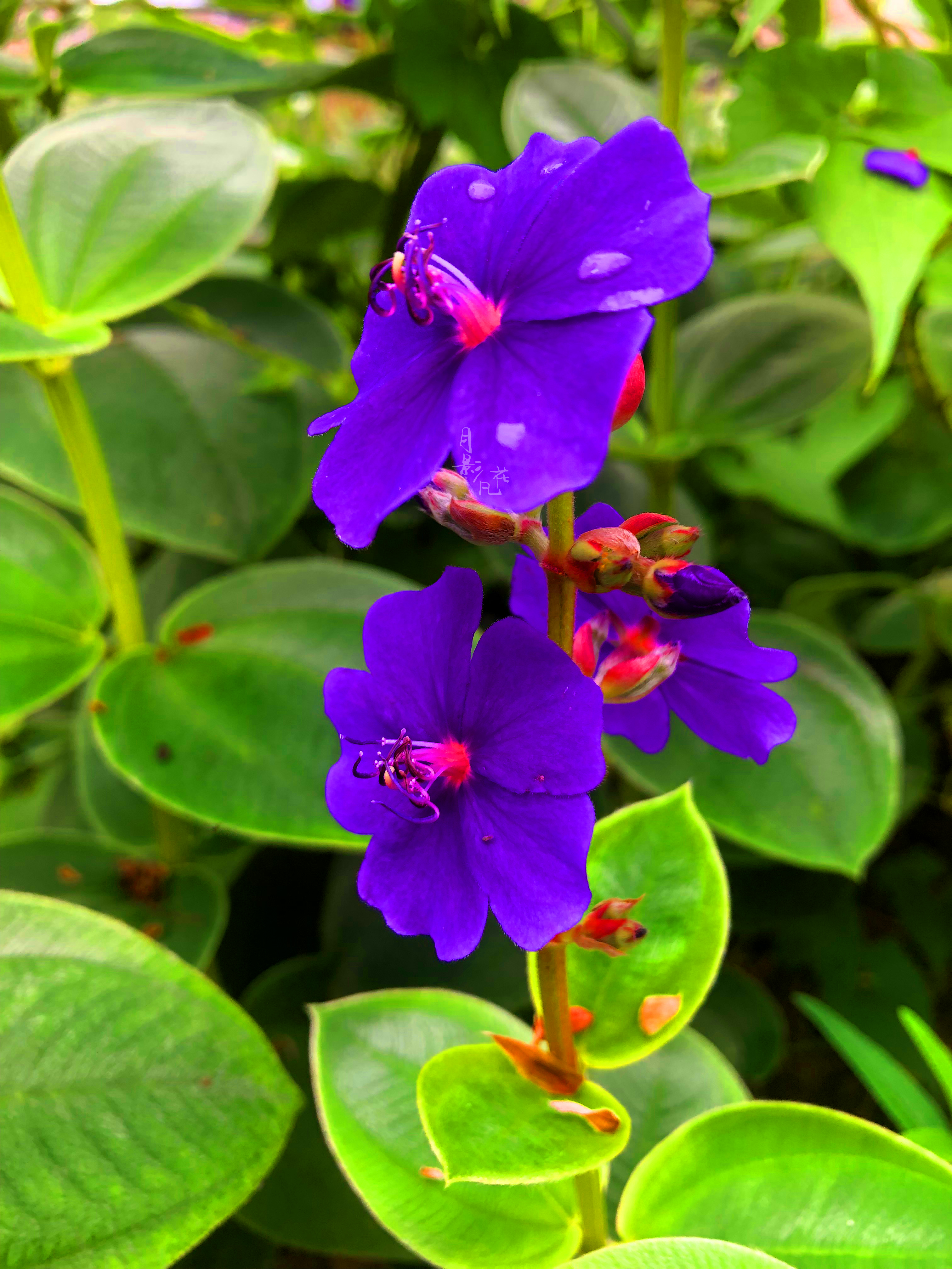 「银毛野牡丹」是牡丹花吗?