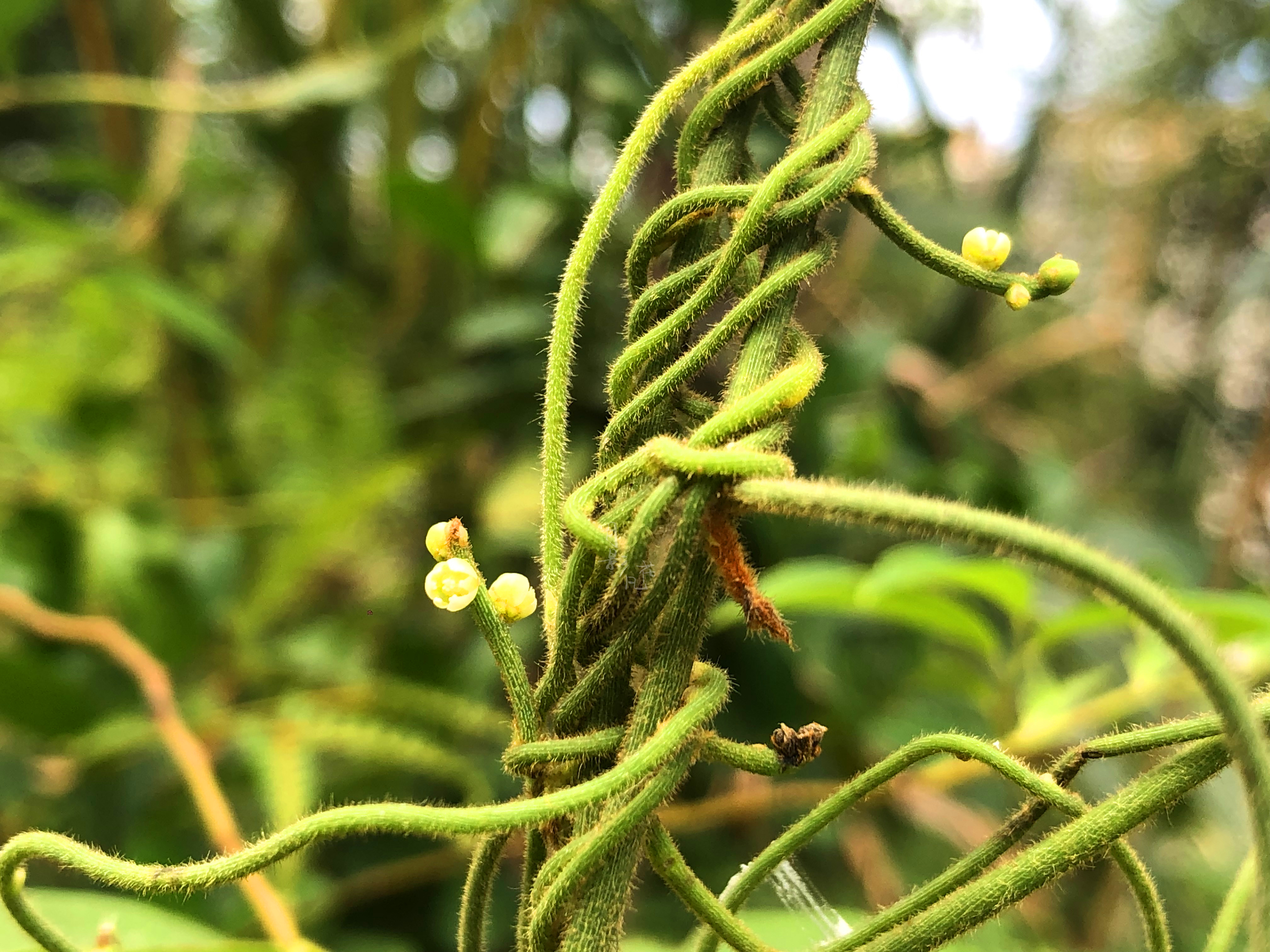 「无根藤」自然界,能够集善与恶于一身的植物你认识吗?