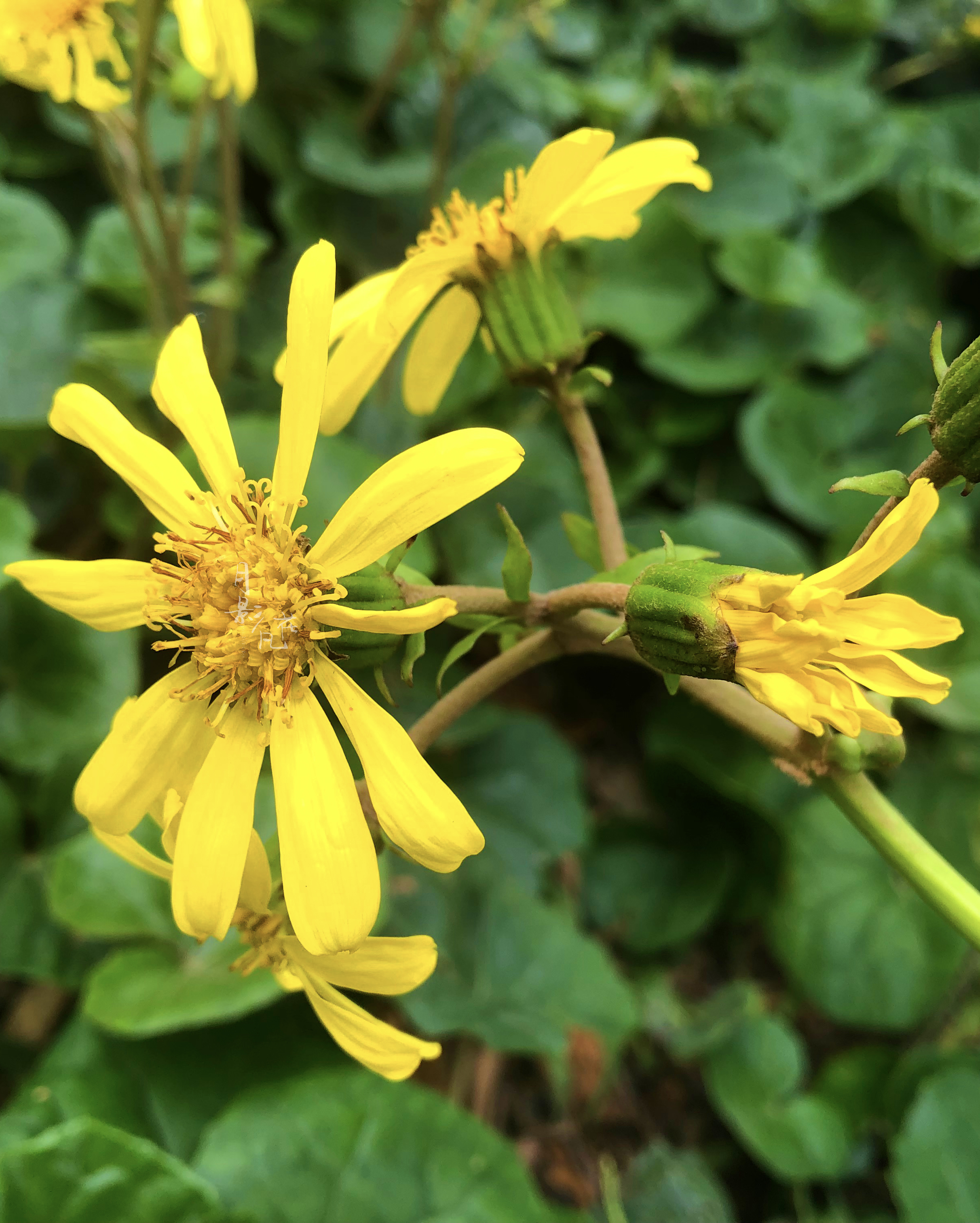 叶子酷似莲叶的"大吴风草"还有个厉害的名字叫"活血莲"