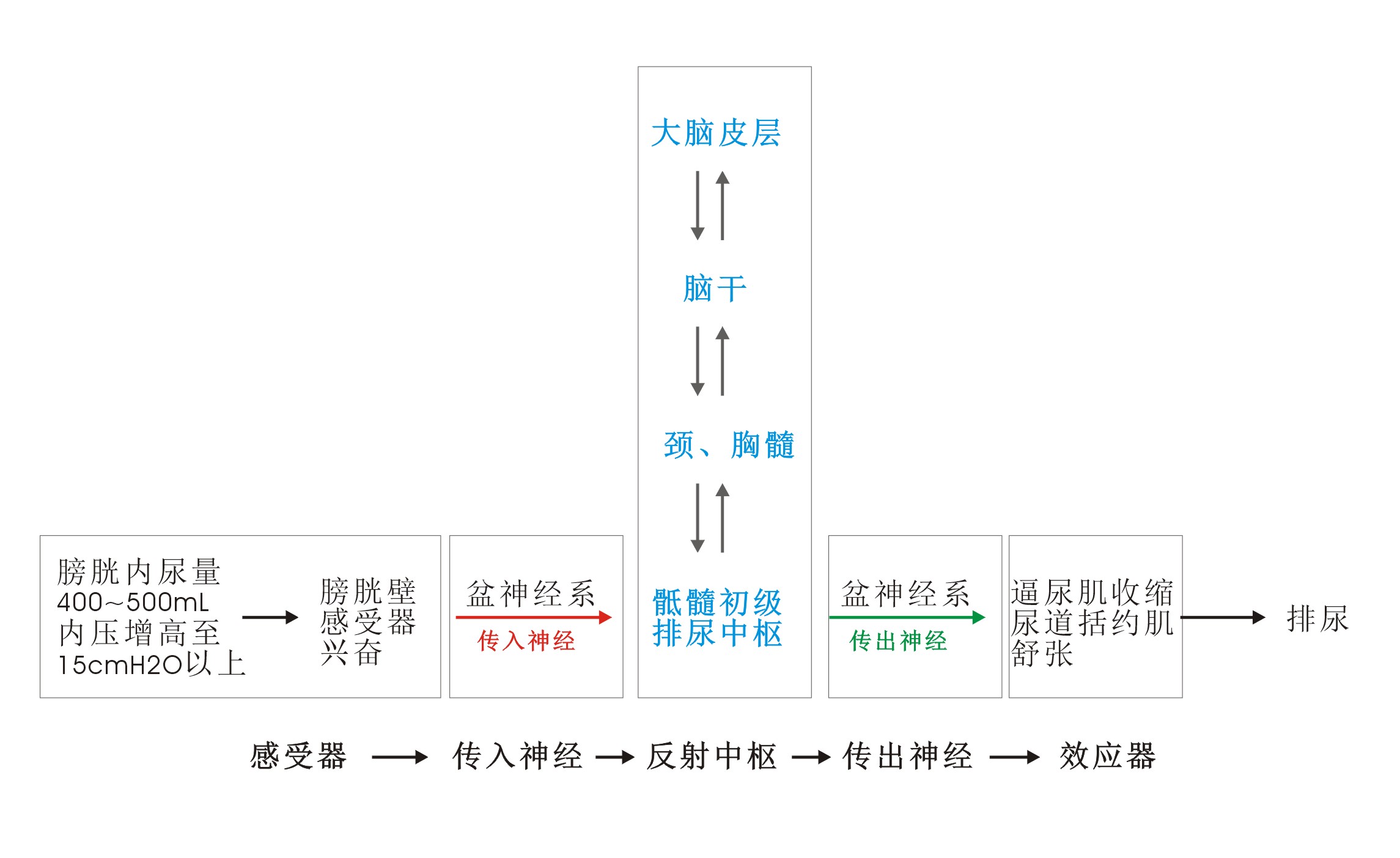 为何重点科普人体排尿反射的科学原理?(专02)