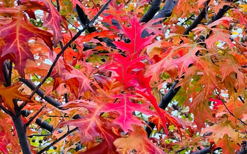 枫叶花语图片