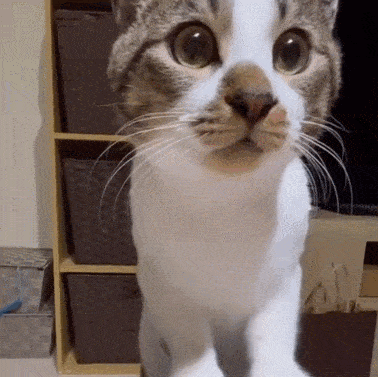 378_377gif 动态图 动图