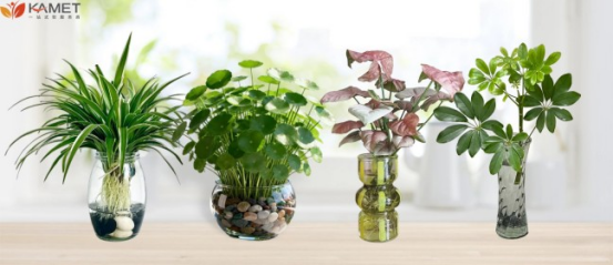 西安盆栽植物租赁
