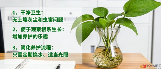 办公室盆栽植物图片