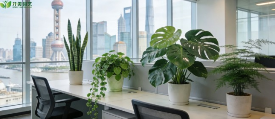 领导办公室绿植第一名